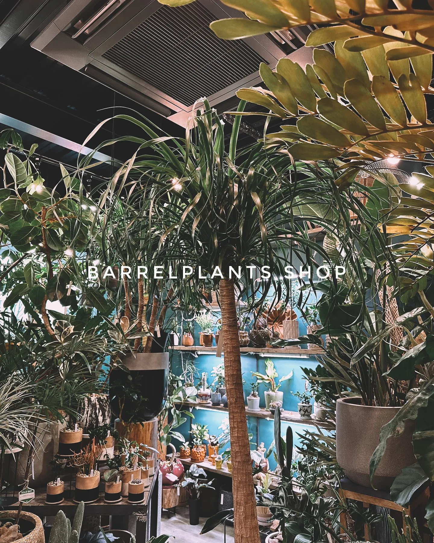 【インテリアにおすすめ観葉植物！多数展開中です😊】