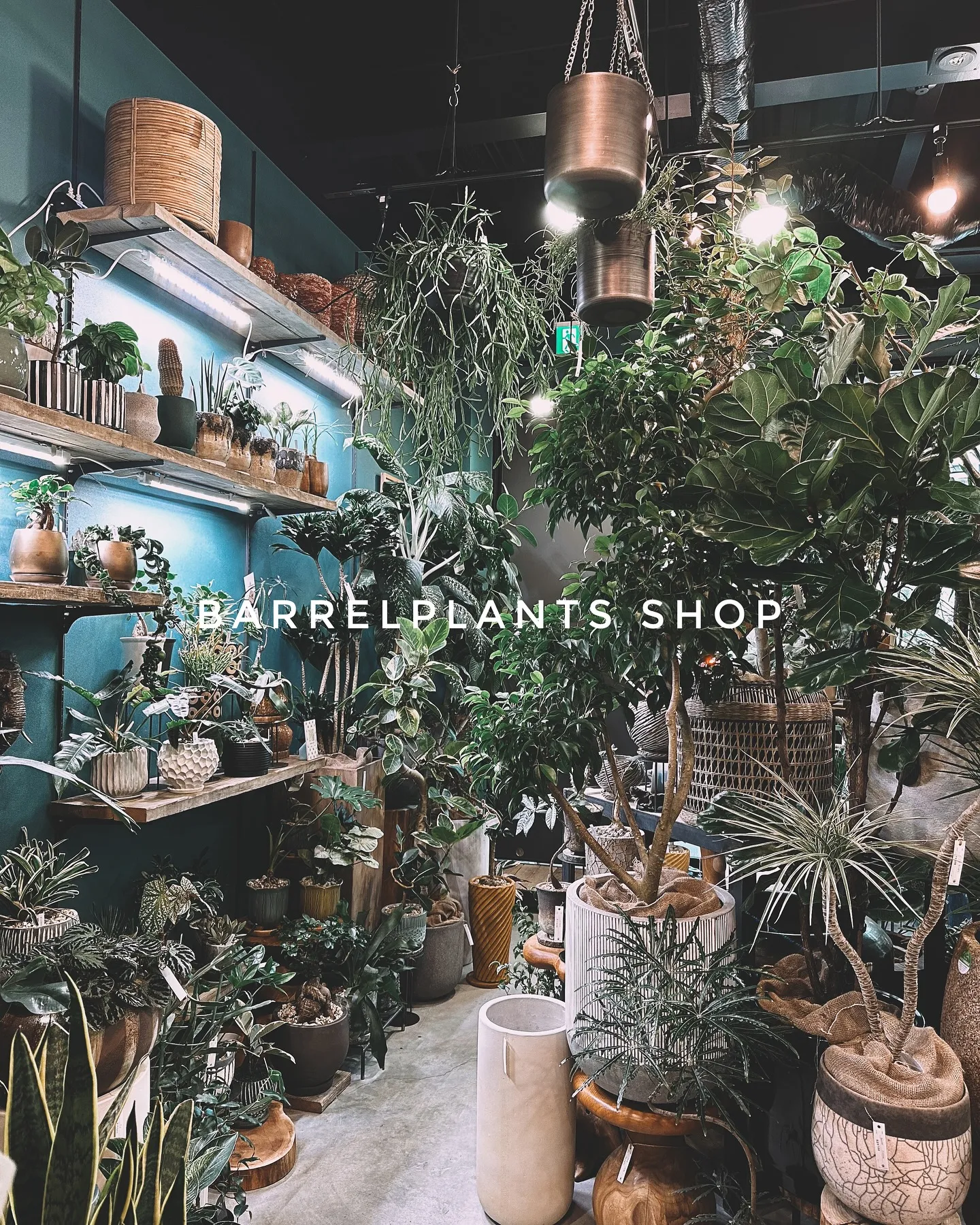 【インテリアにおすすめ観葉植物！多数展開中です😊】