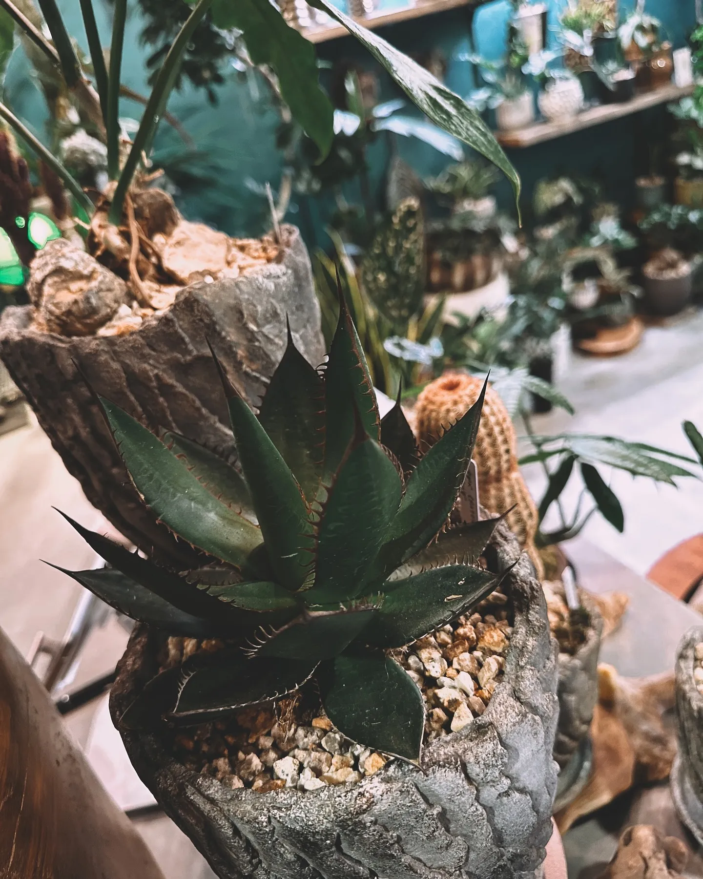 【インテリアにおすすめ観葉植物！多数展開中です😊】