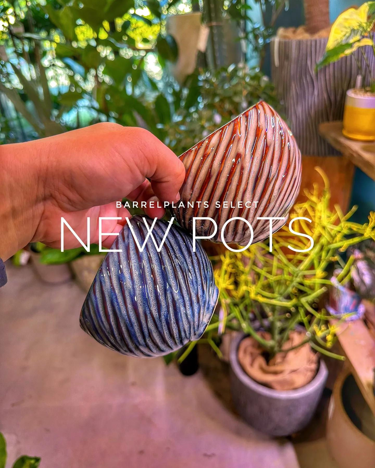 【卓上用新作鉢入荷のお知らせ。
