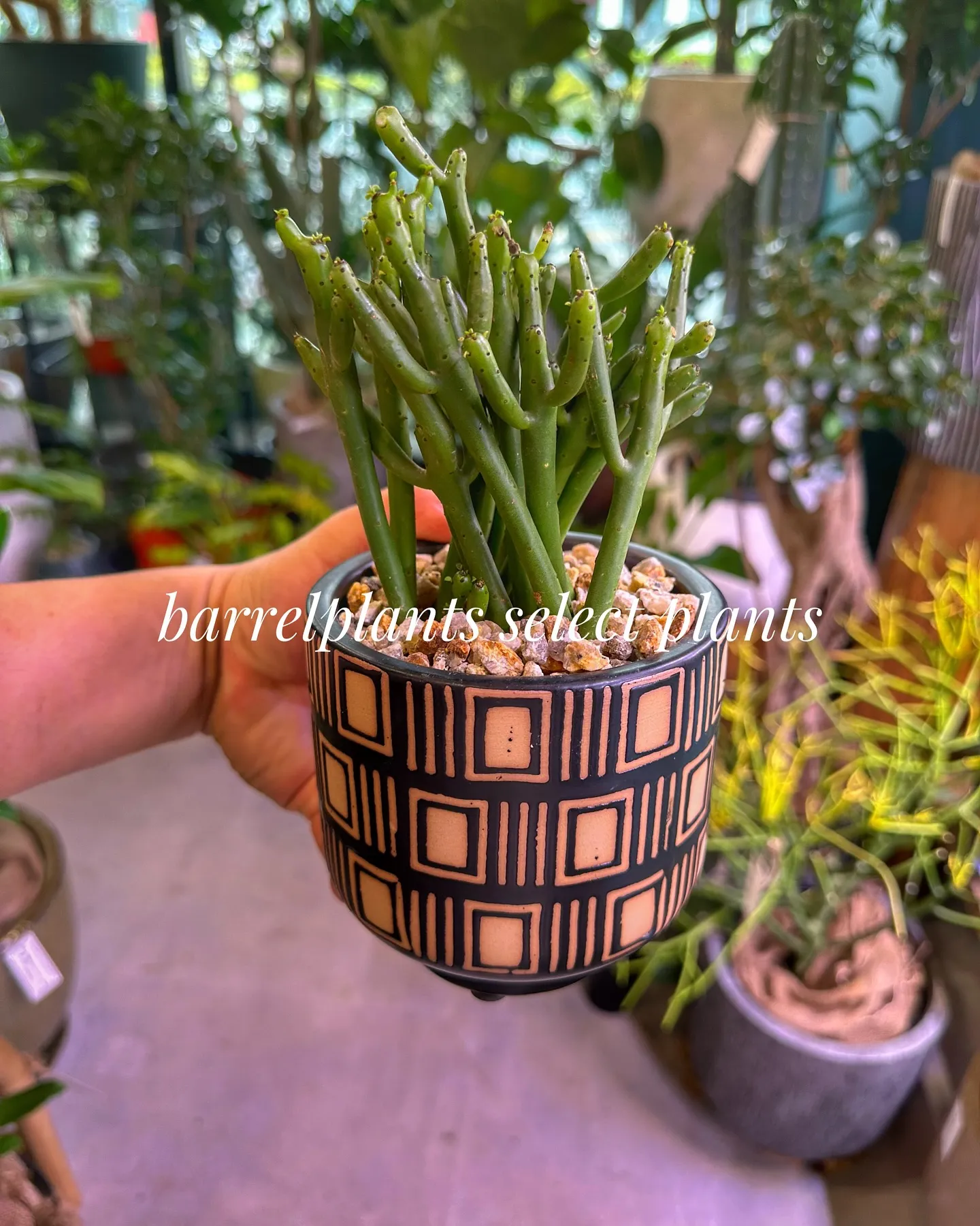 【こだわりの植物とこだわりの鉢のお店、barrelplant...