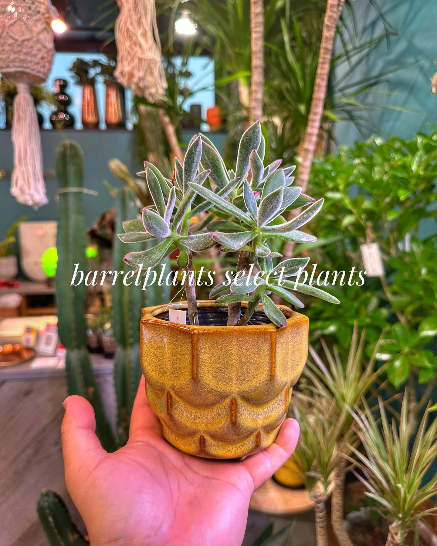 【こだわりの植物とこだわりの鉢のお店、barrelplant...