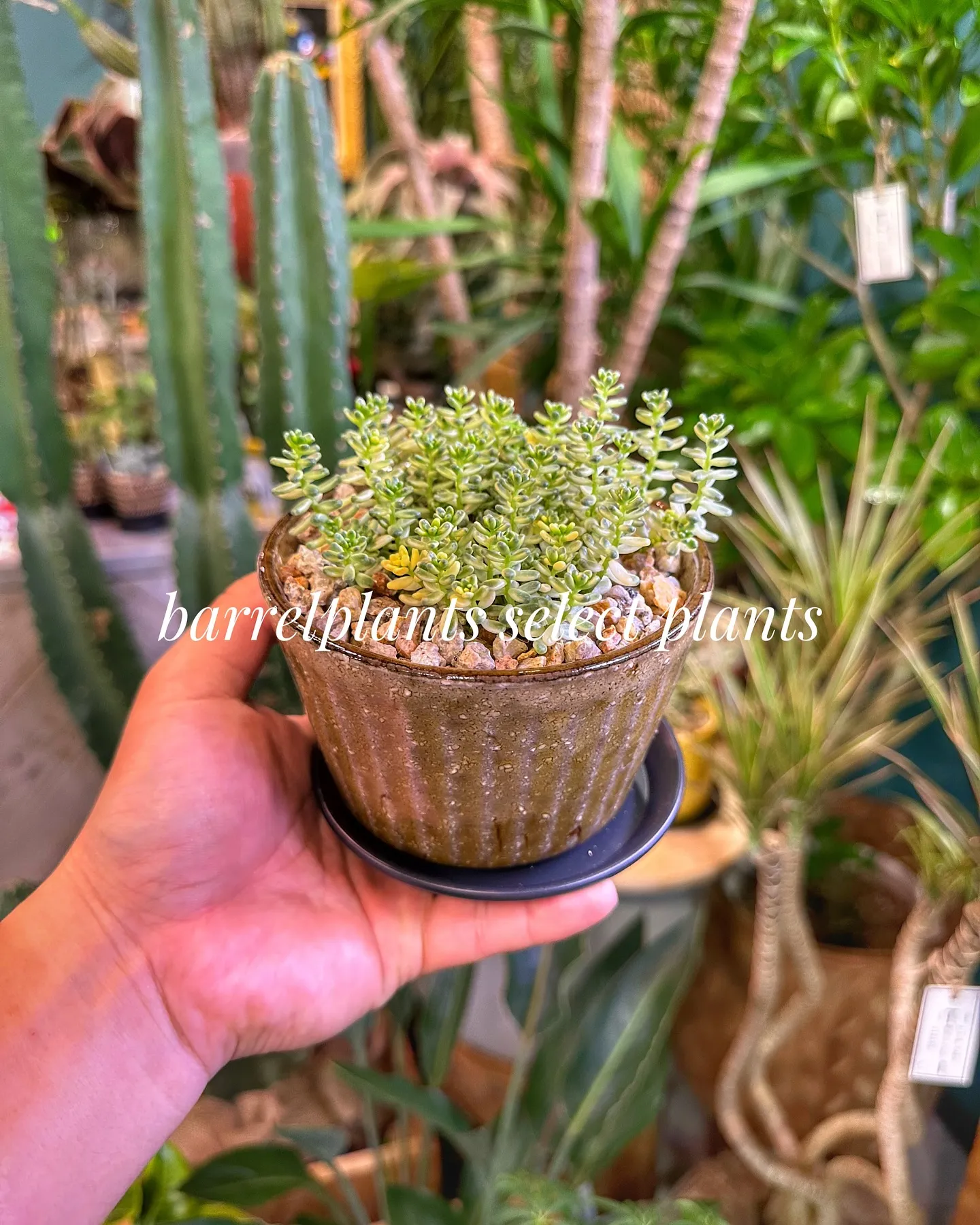 【こだわりの植物とこだわりの鉢のお店、barrelplant...