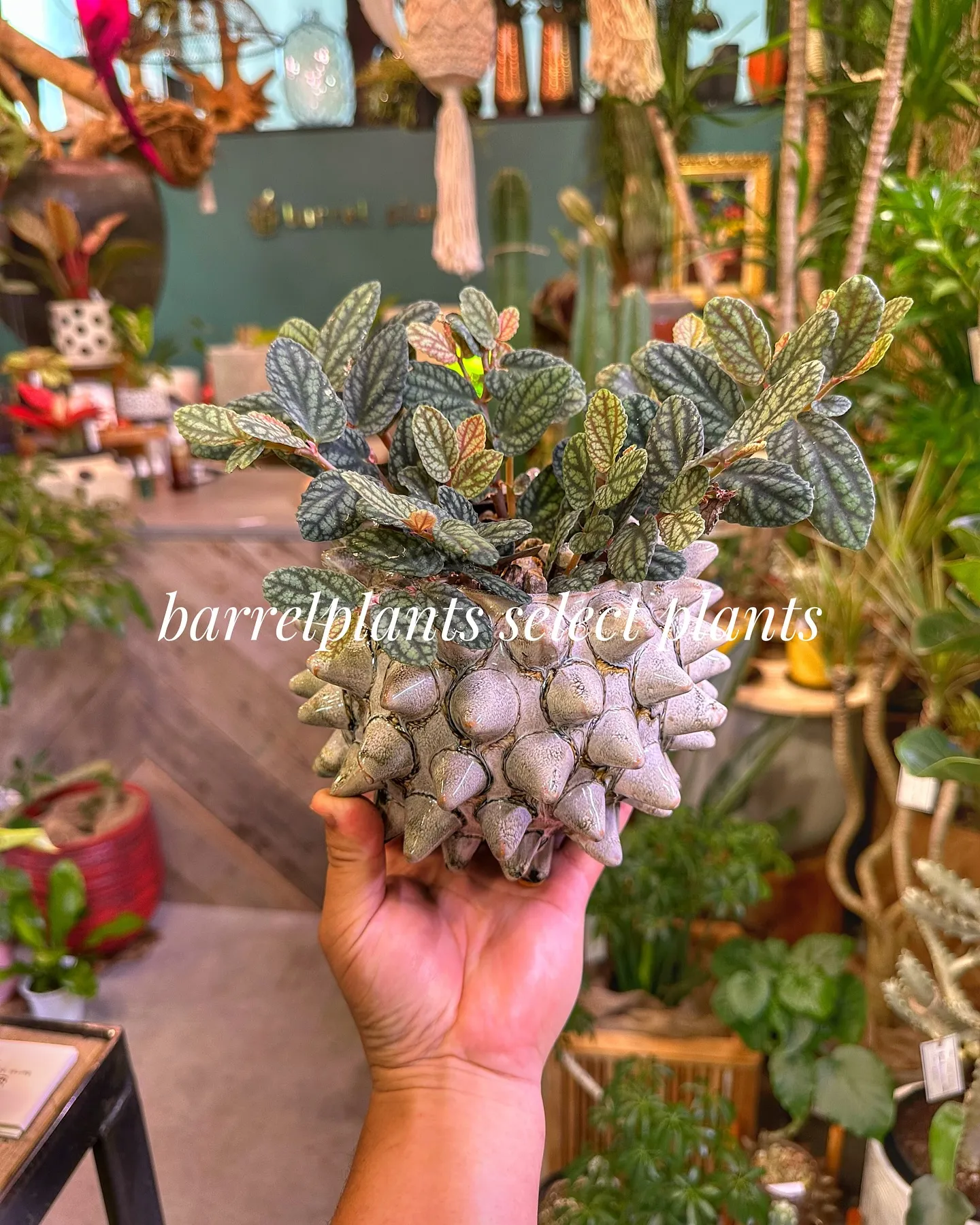【こだわりの植物とこだわりの鉢のお店、barrelplant...