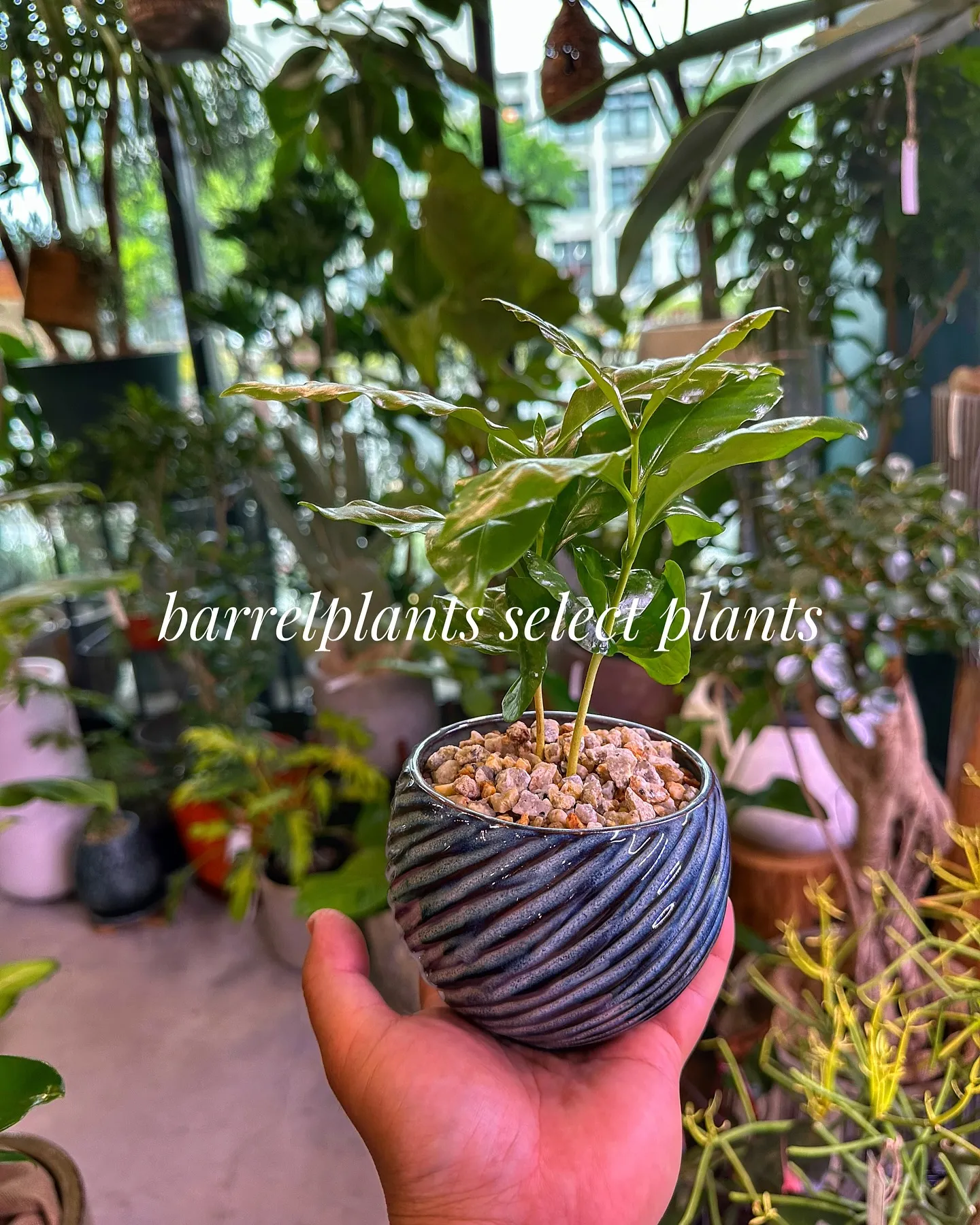 【こだわりの植物とこだわりの鉢のお店、barrelplant...