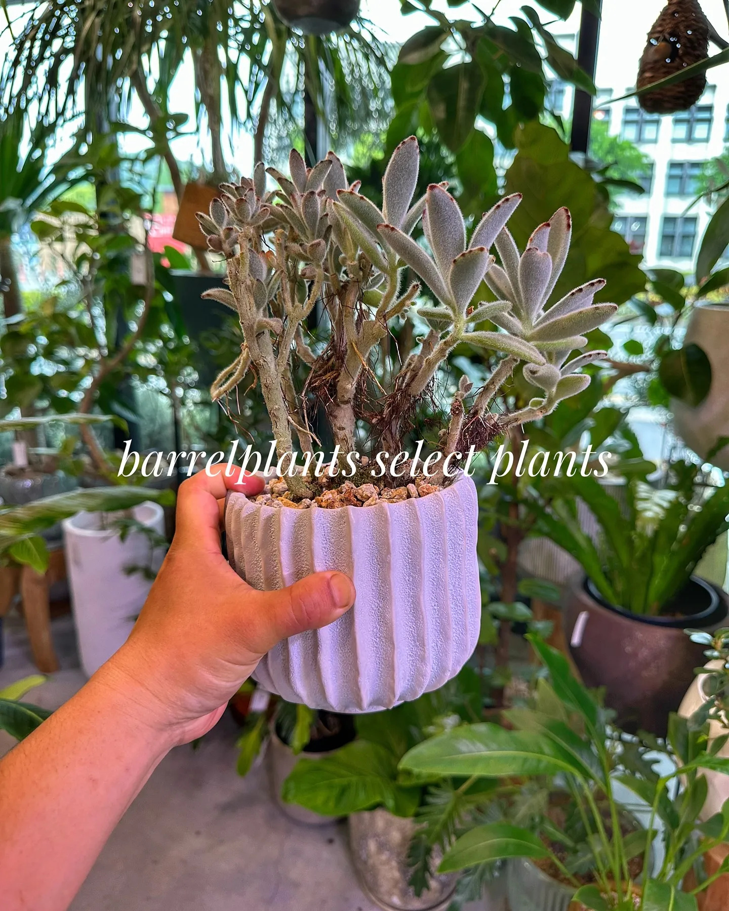 【こだわりの植物とこだわりの鉢のお店、barrelplant...