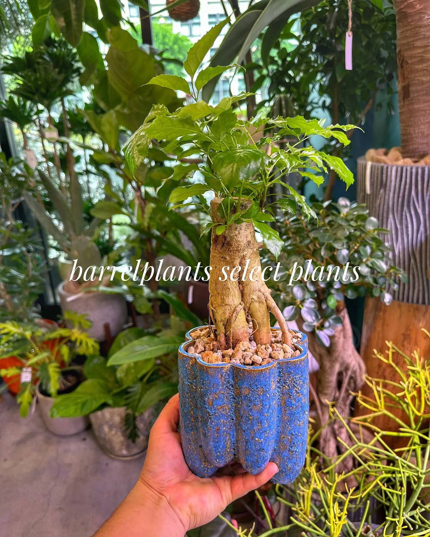 【こだわりの植物とこだわりの鉢のお店、barrelplant...