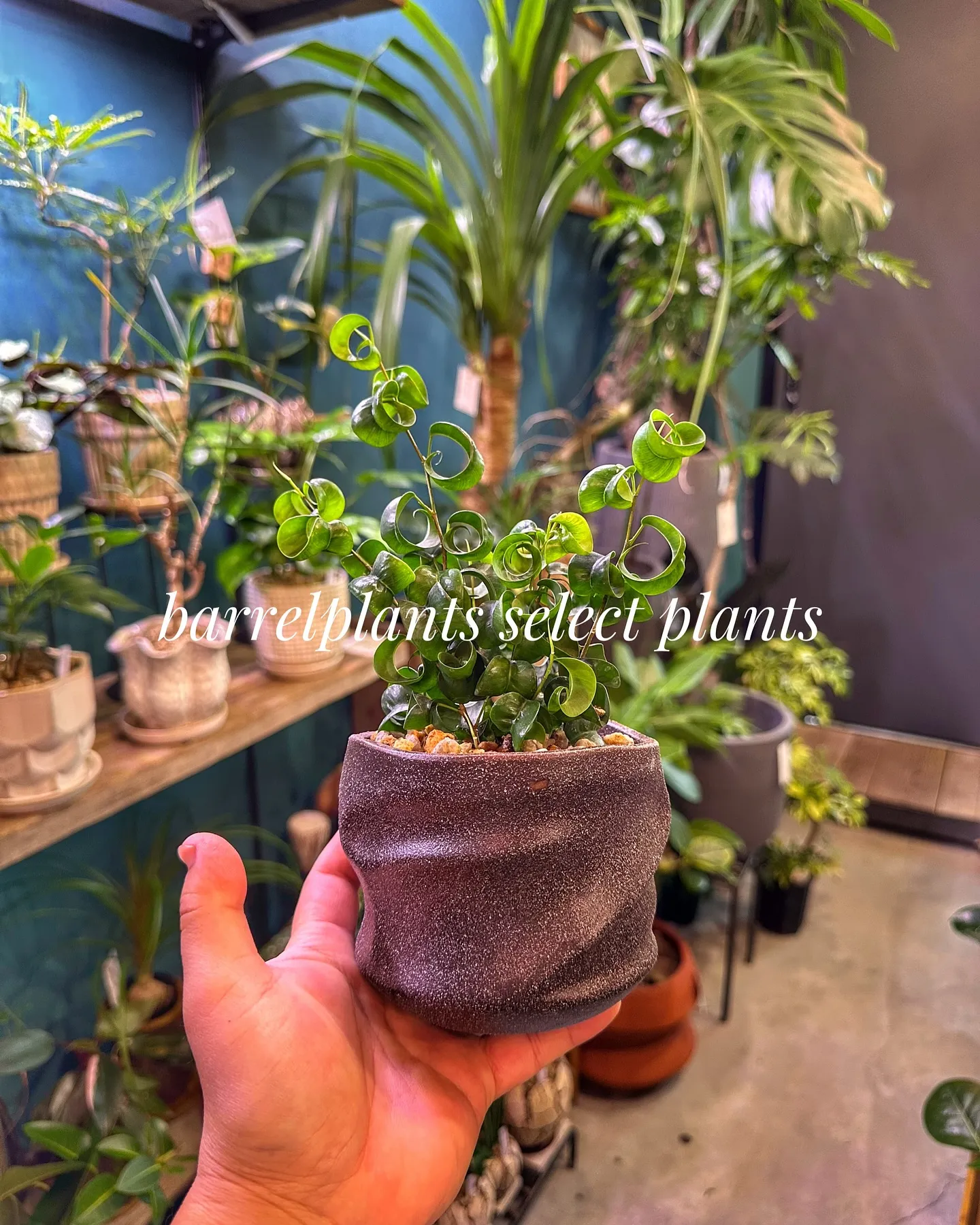 【こだわりの植物とこだわりの鉢のお店、barrelplant...