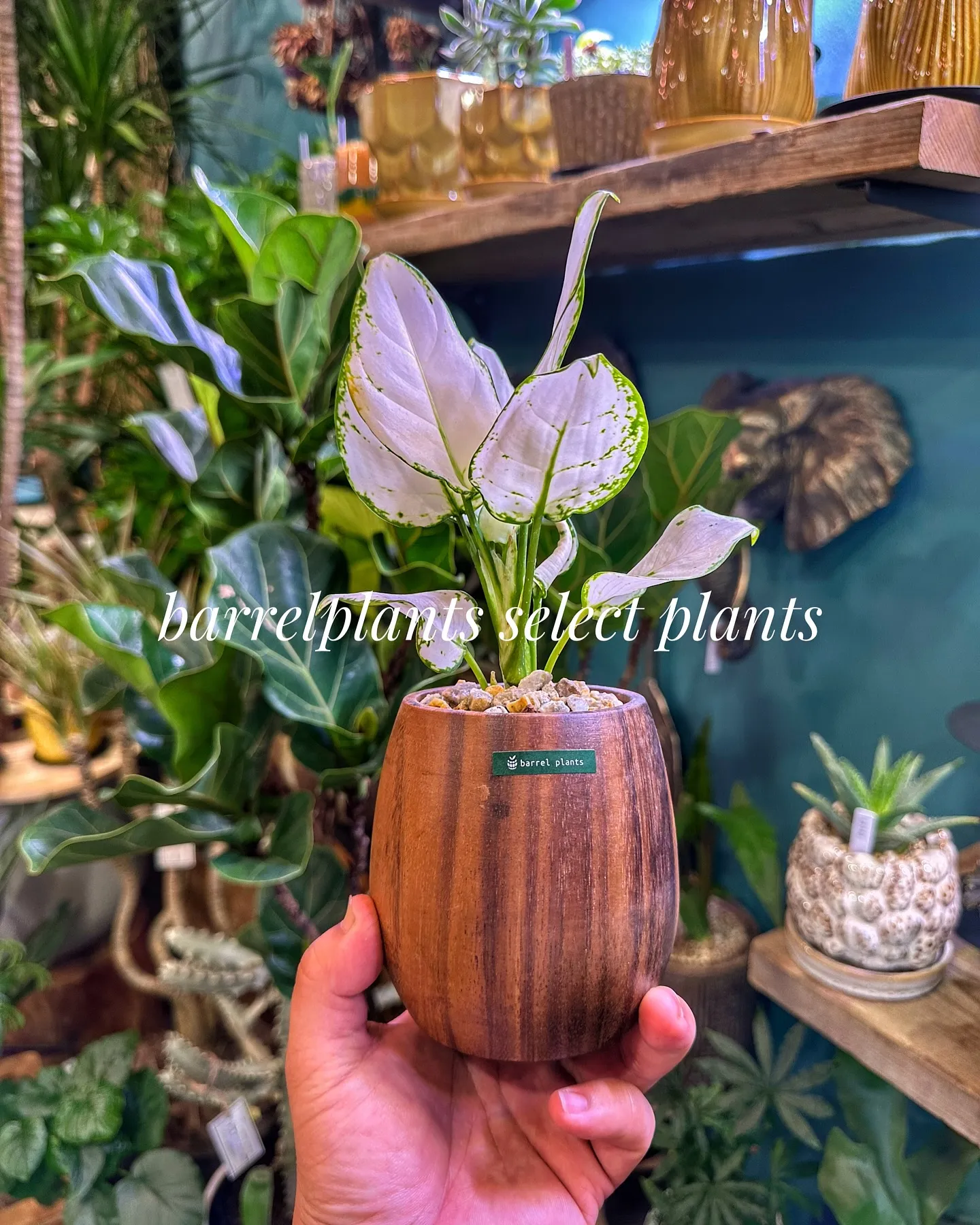 【こだわりの植物とこだわりの鉢のお店、barrelplant...