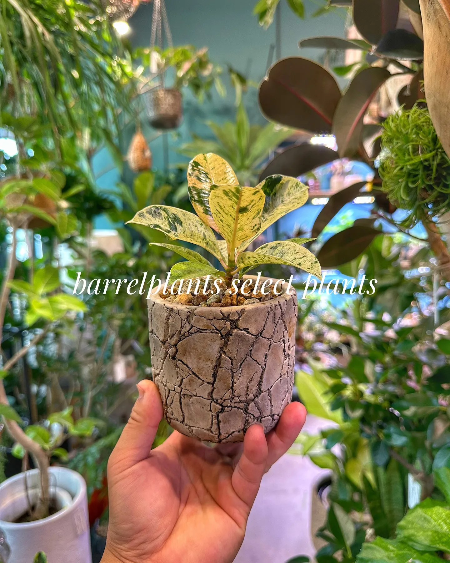 【こだわりの植物とこだわりの鉢のお店、barrelplant...
