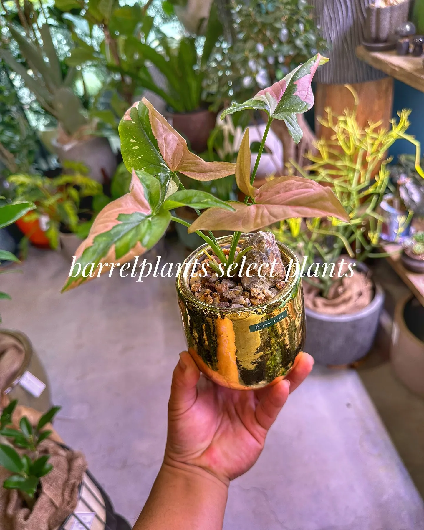 【こだわりの植物とこだわりの鉢のお店、barrelplant...