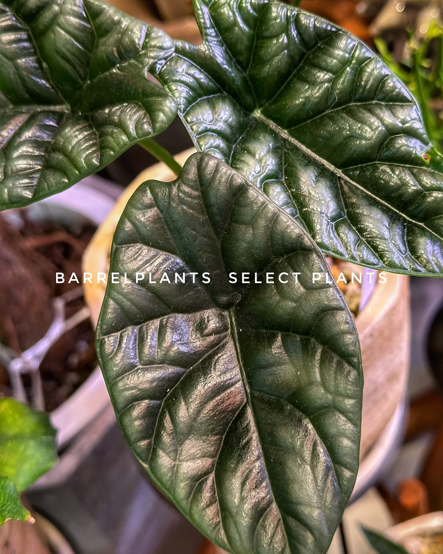 【barrelplantsのこだわりセレクトの植物達！！】