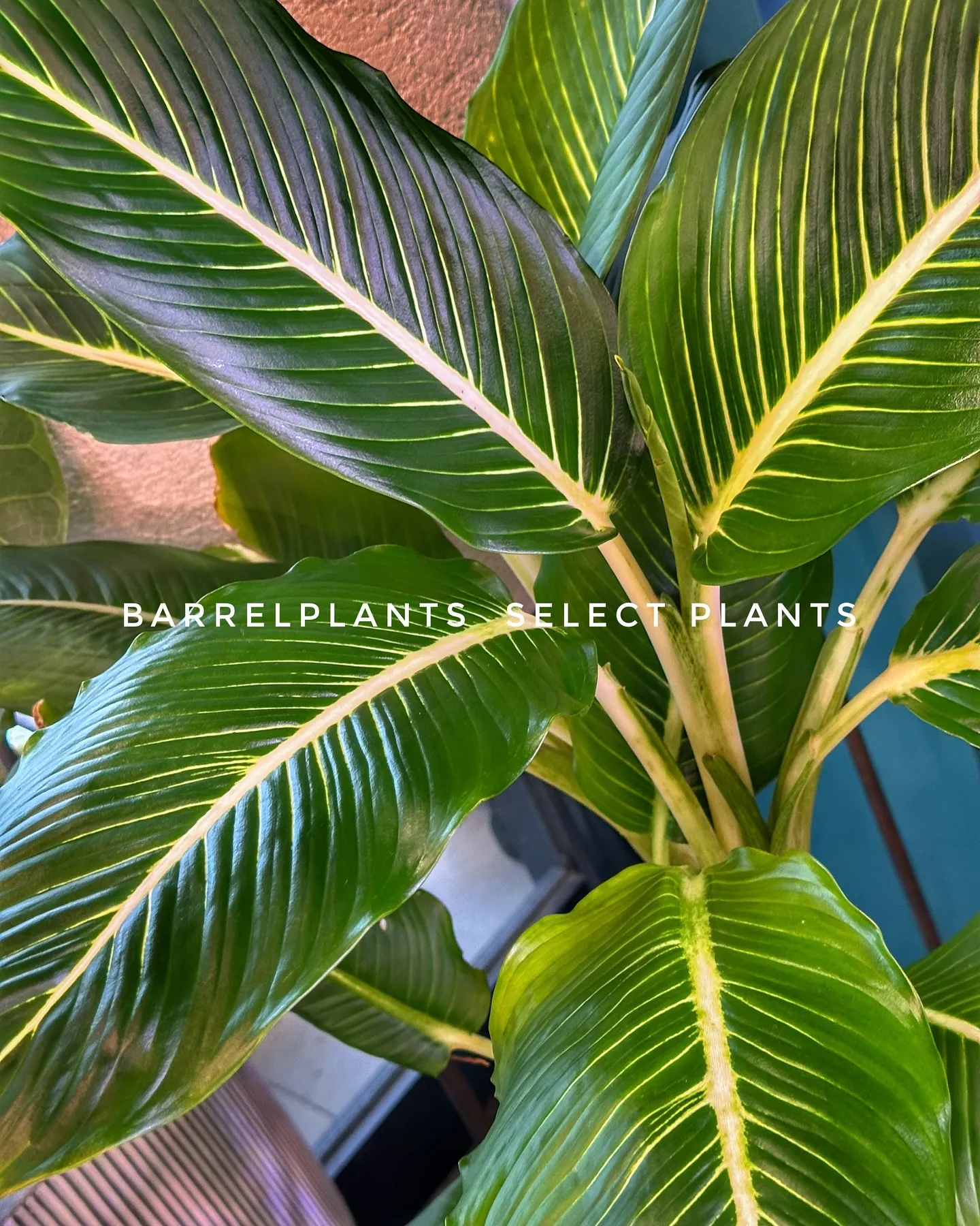 【barrelplantsのこだわりセレクトの植物達！！】