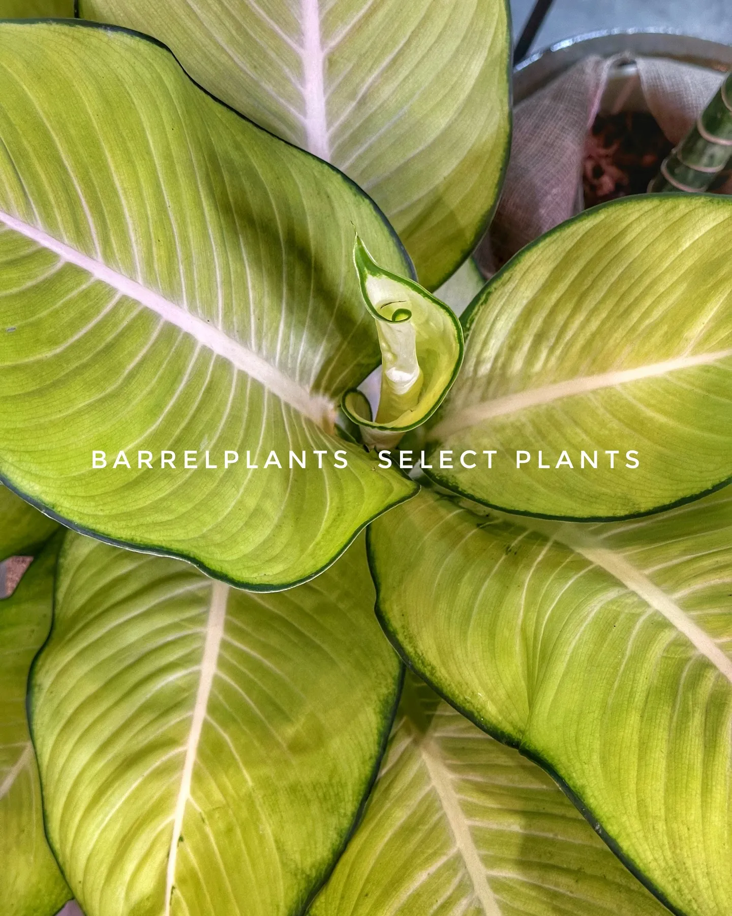 【barrelplantsのこだわりセレクトの植物達！！】