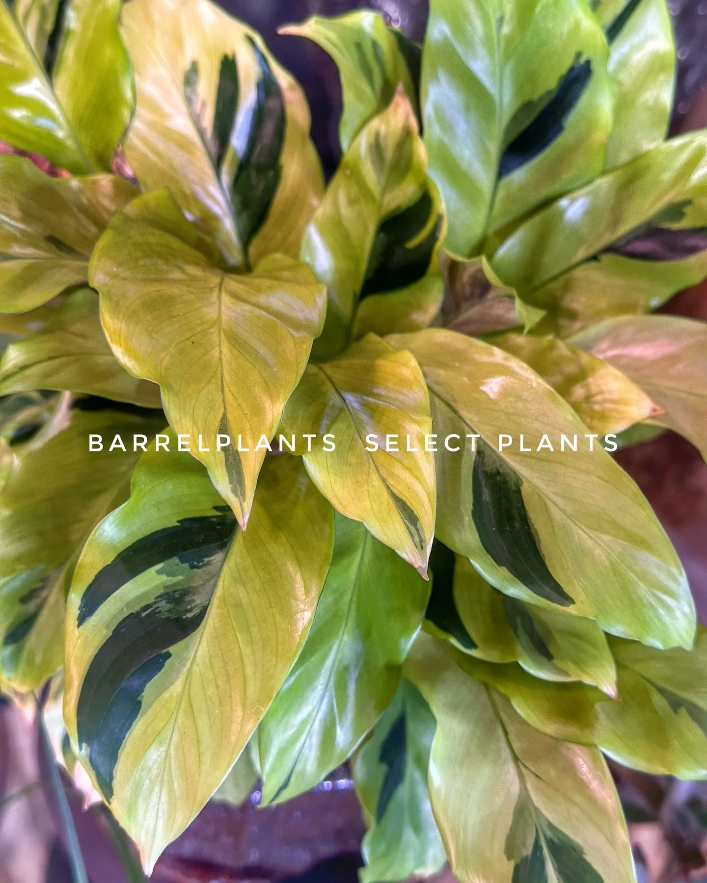 【barrelplantsのこだわりセレクトの植物達！！】