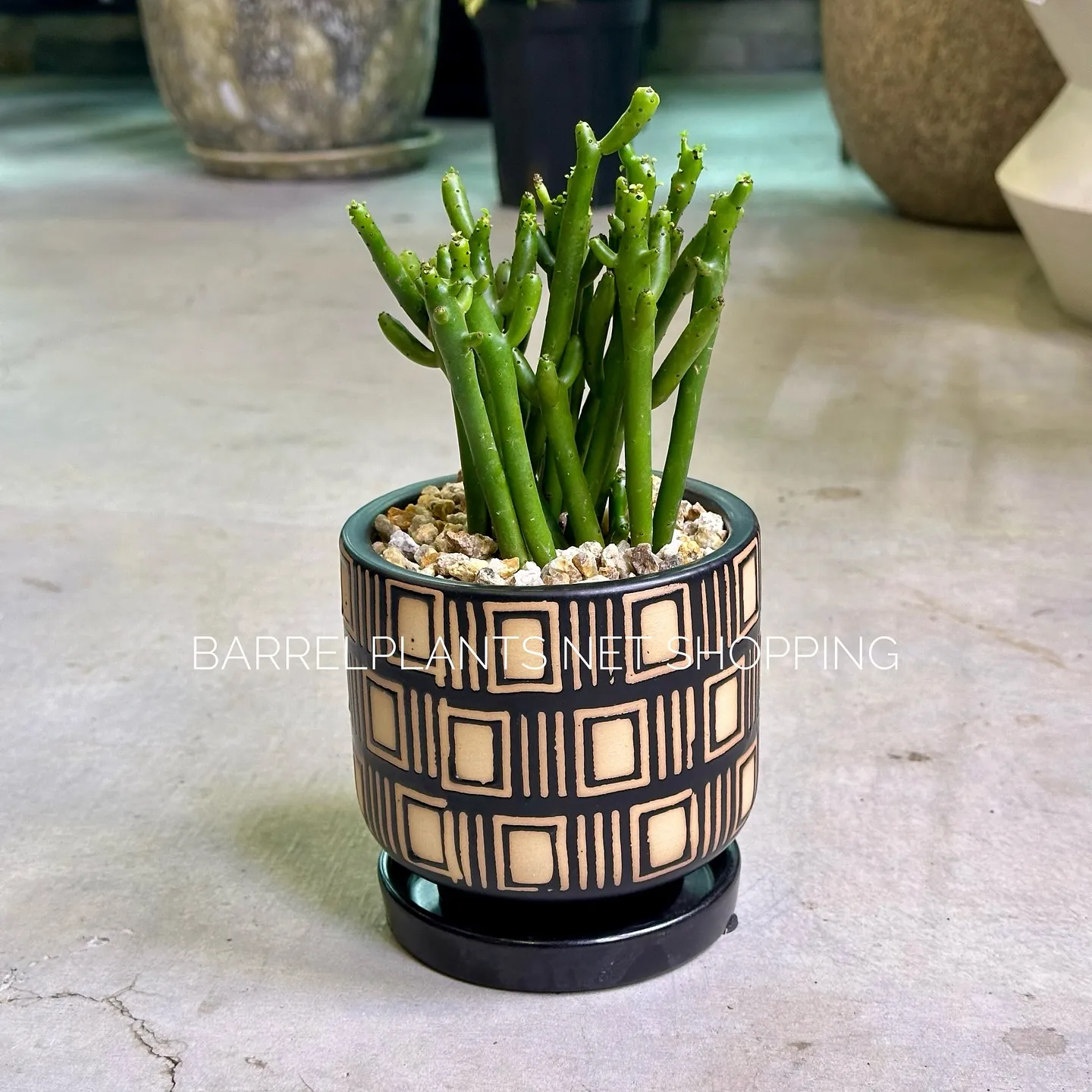 【ネットショッピングベイスに商品追加！barrelplant...