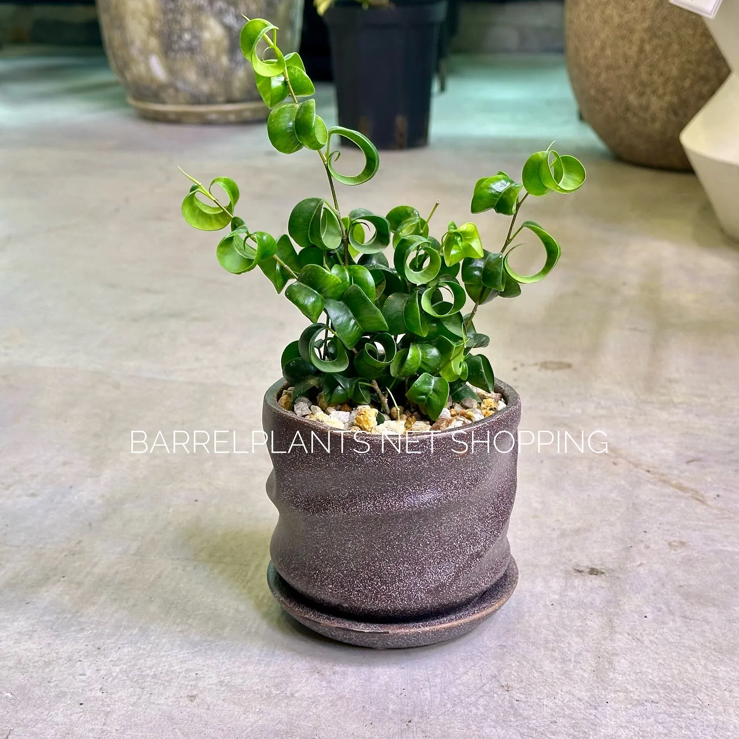 【ネットショッピングベイスに商品追加！barrelplant...