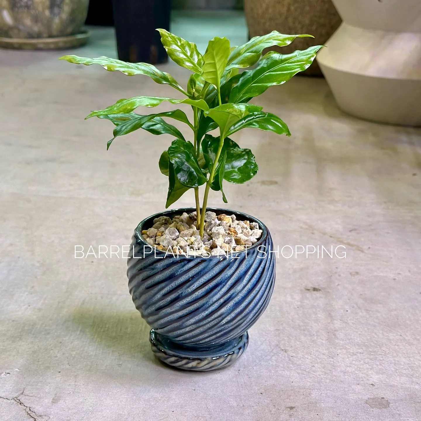 【ネットショッピングベイスに商品追加！barrelplant...