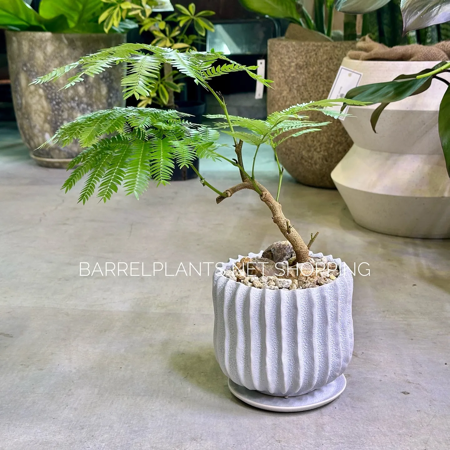 【ネットショッピングベイスに商品追加！barrelplant...