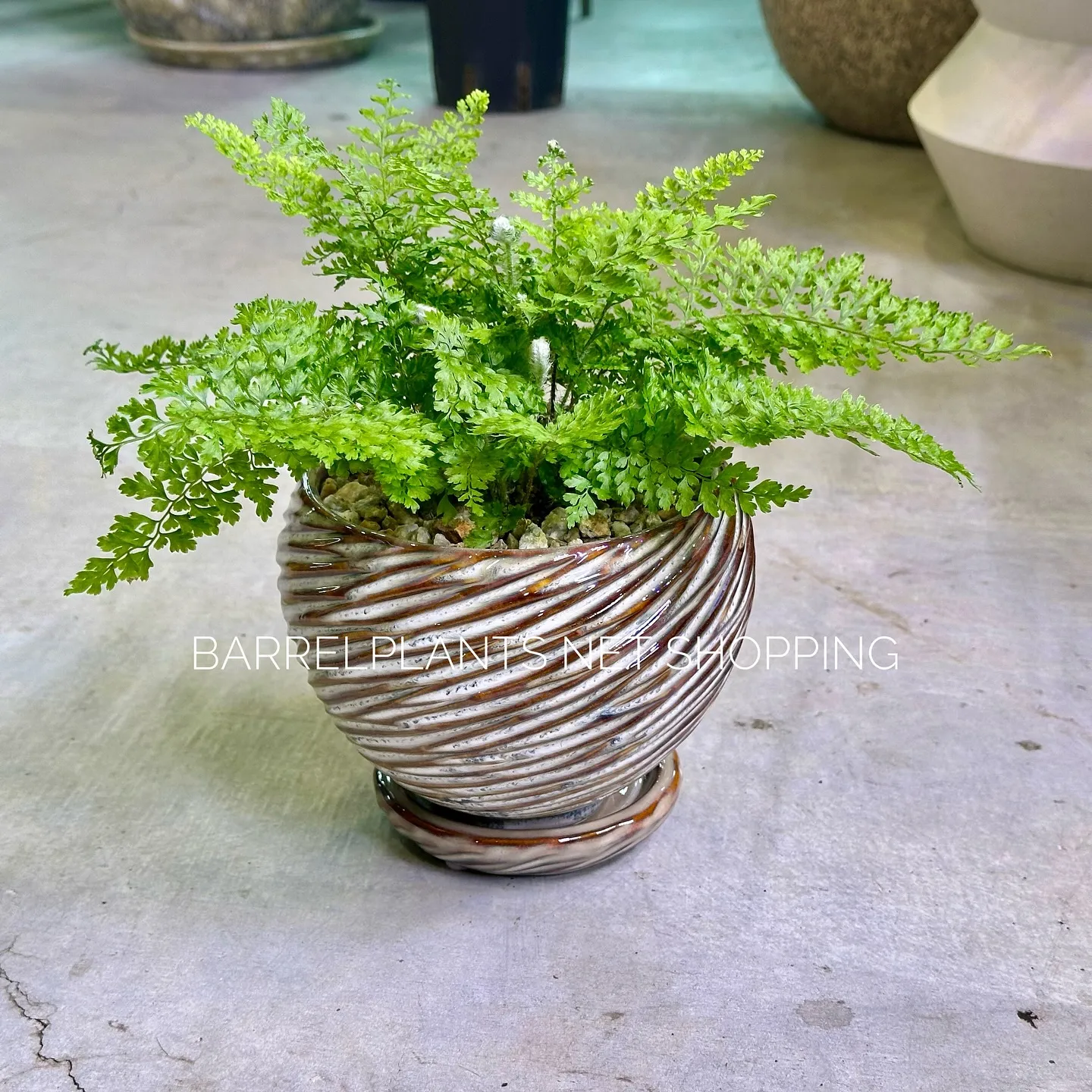 【ネットショッピングベイスに商品追加！barrelplant...