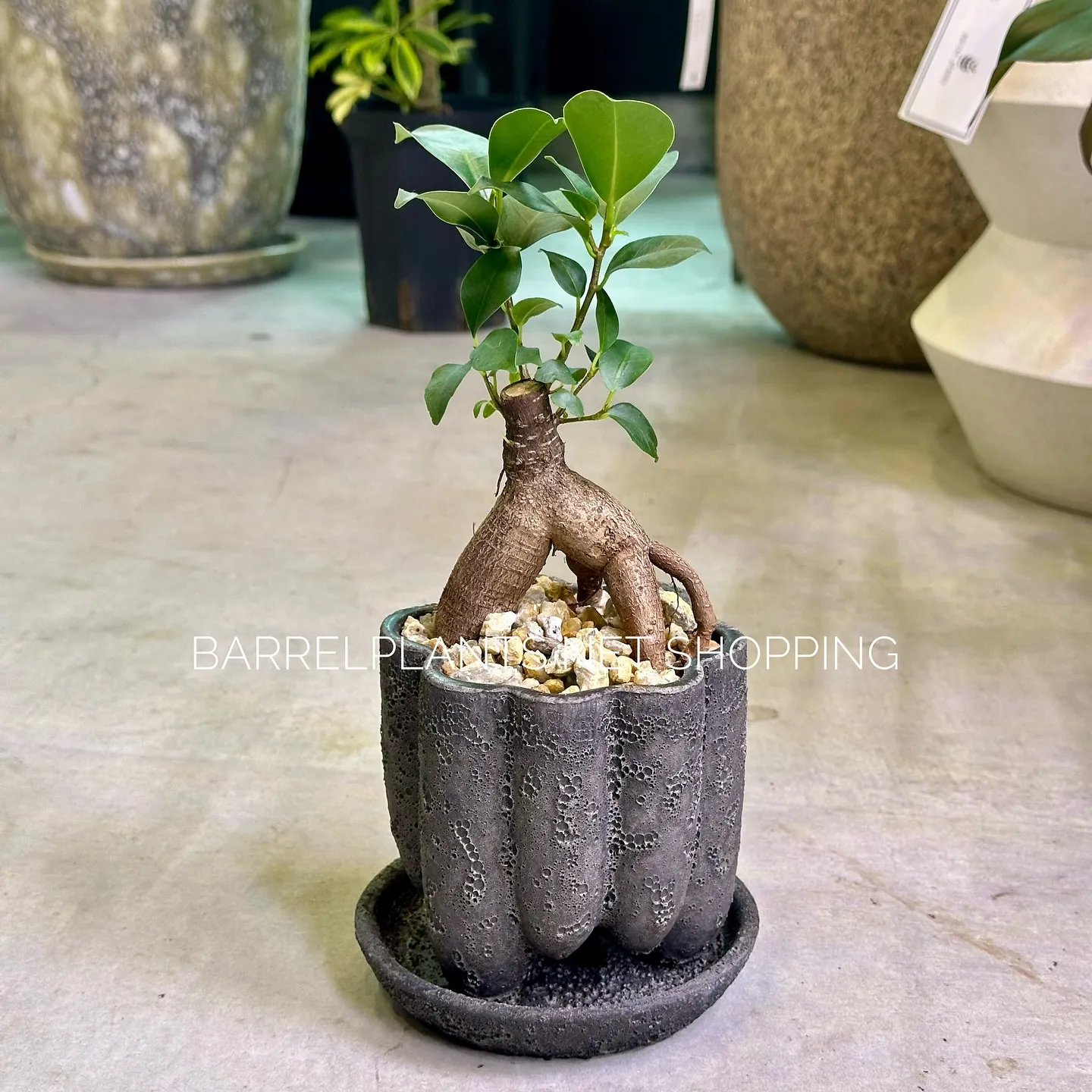 【ネットショッピングベイスに商品追加！barrelplant...