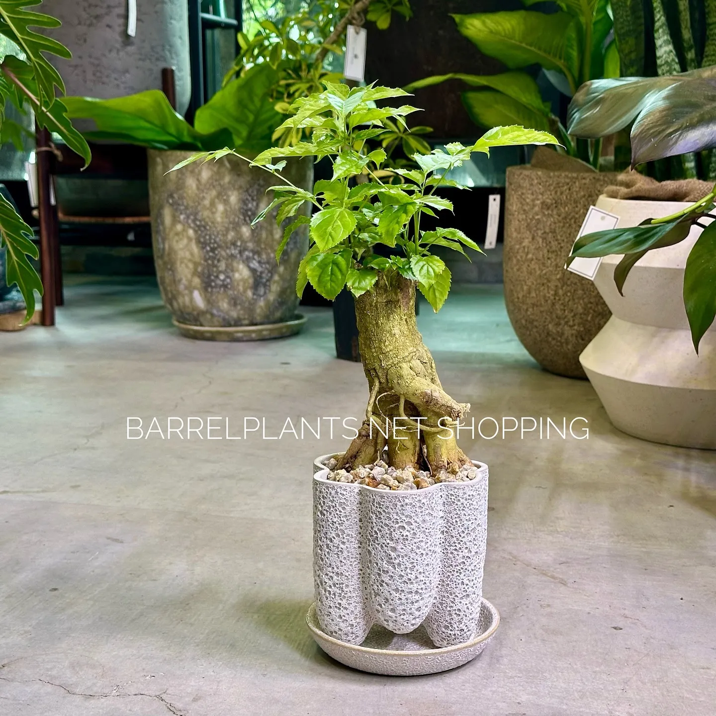 【ネットショッピングベイスに商品追加！barrelplant...
