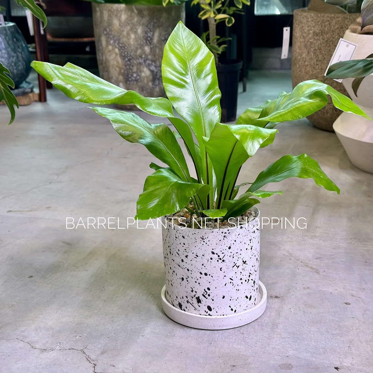 【ネットショッピングベイスに商品追加！barrelplant...
