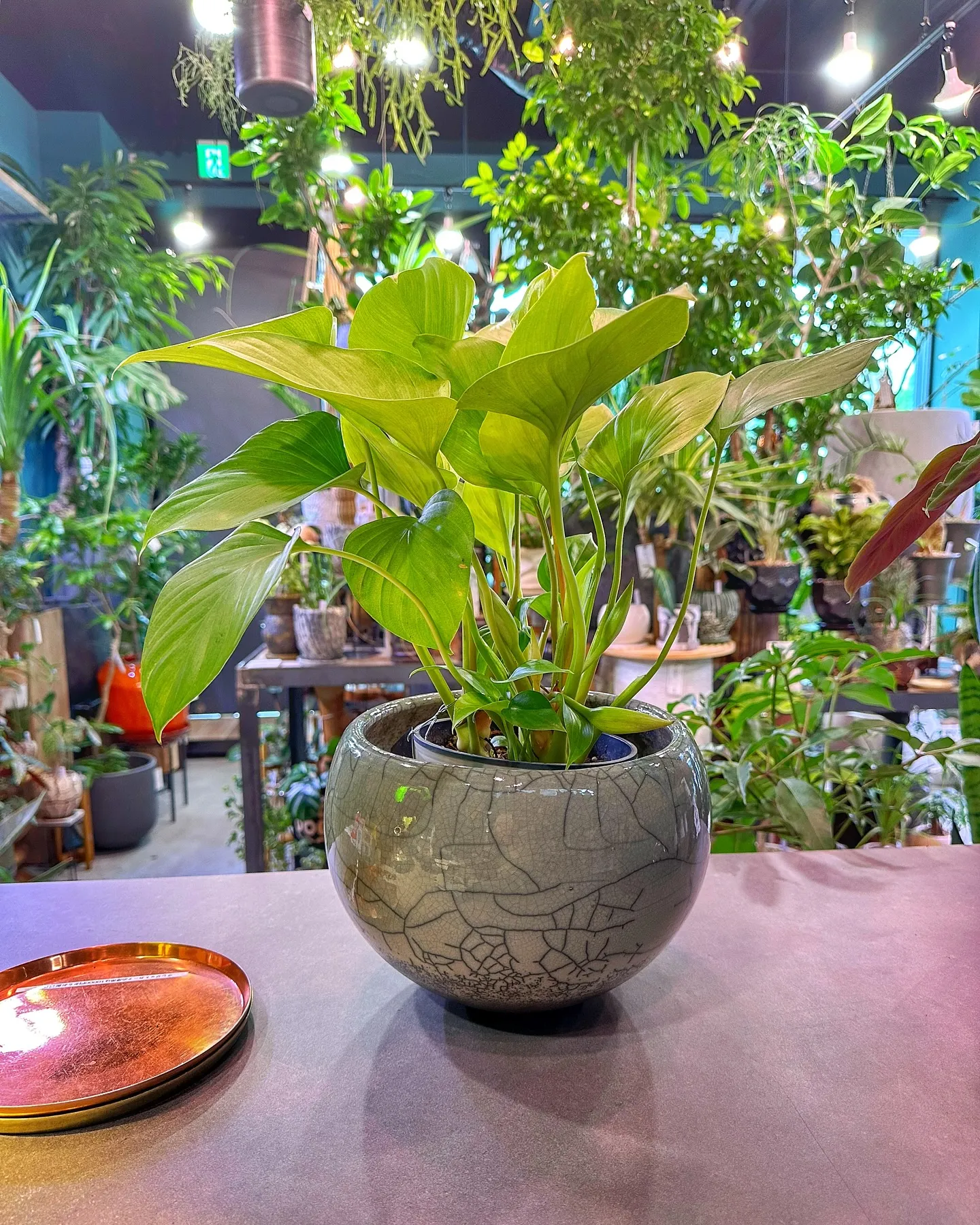 【お部屋のグリーンコーディネートも承っております😊barre...