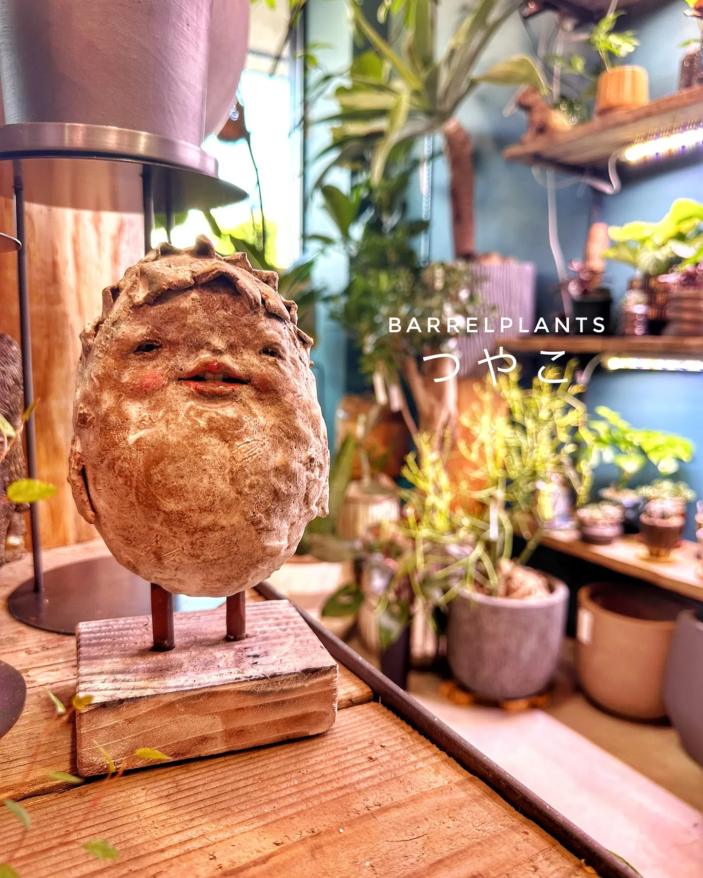 【つやこがむかえてくれるたつの市の植物専門店、barrelp...