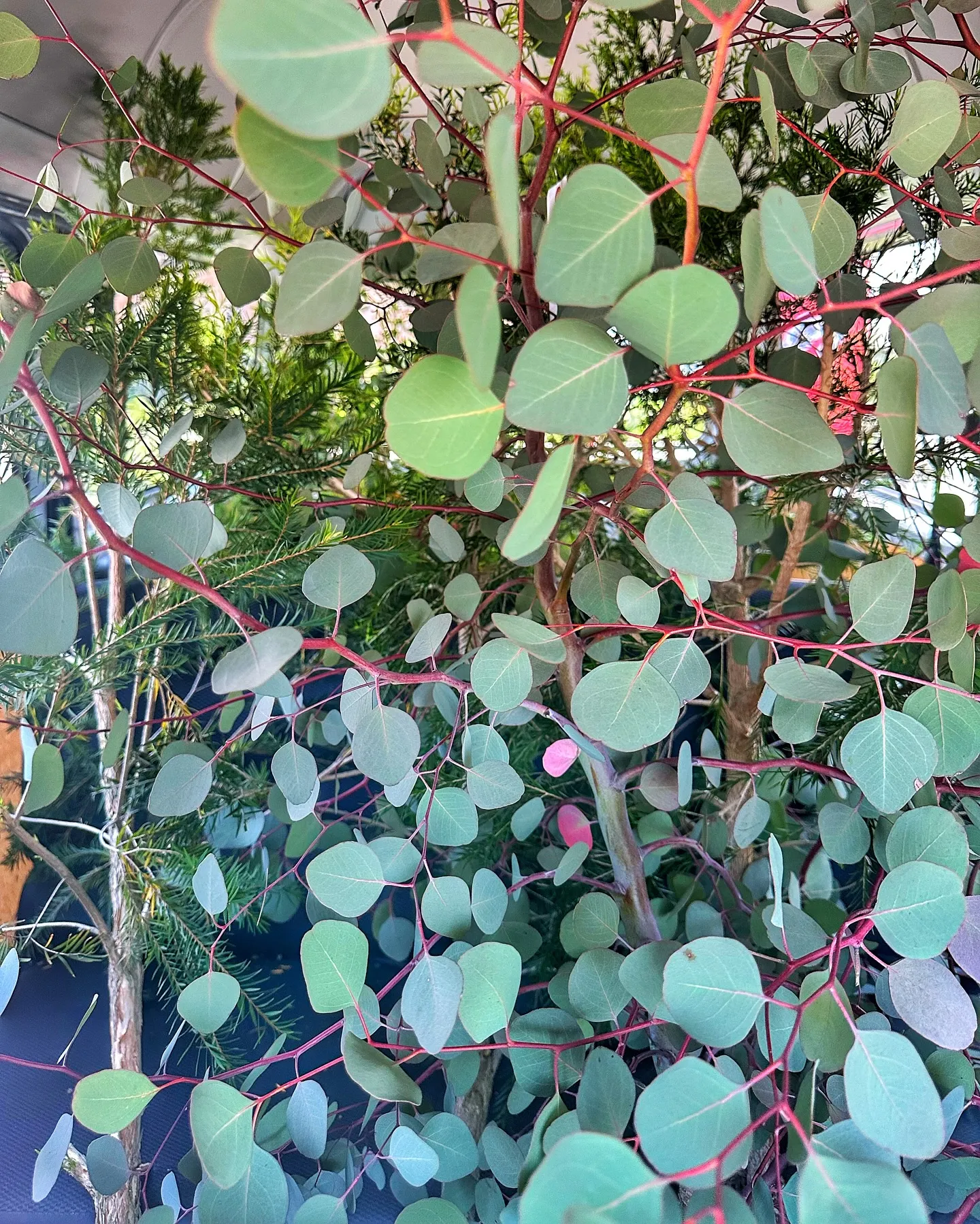 【つやこがむかえてくれるたつの市の植物専門店、barrelp...