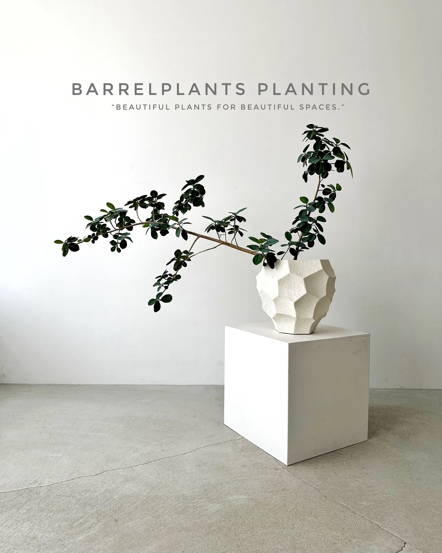 【いい出逢いがある植物専門店、barrelplantsにぜひ...