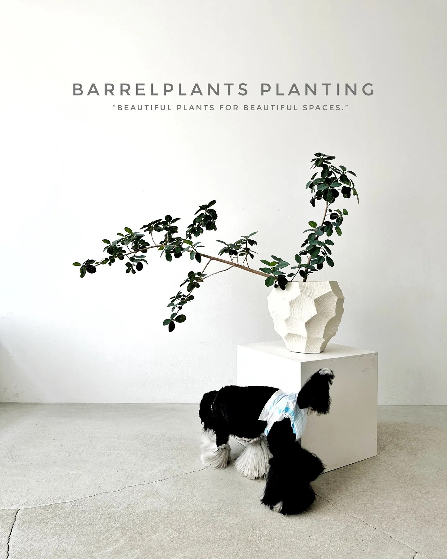 【いい出逢いがある植物専門店、barrelplantsにぜひ...