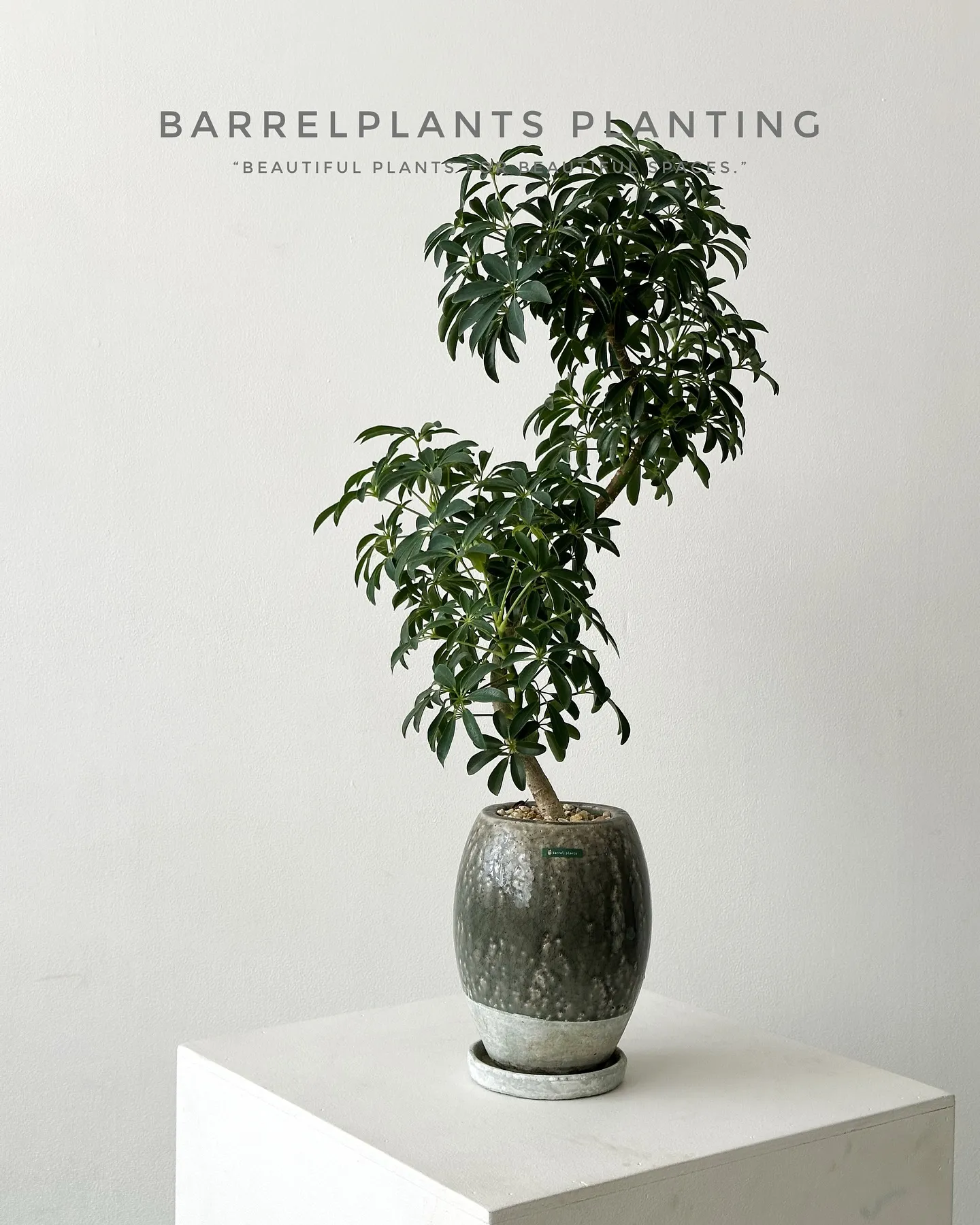 【いい出逢いがある植物専門店、barrelplantsにぜひ...