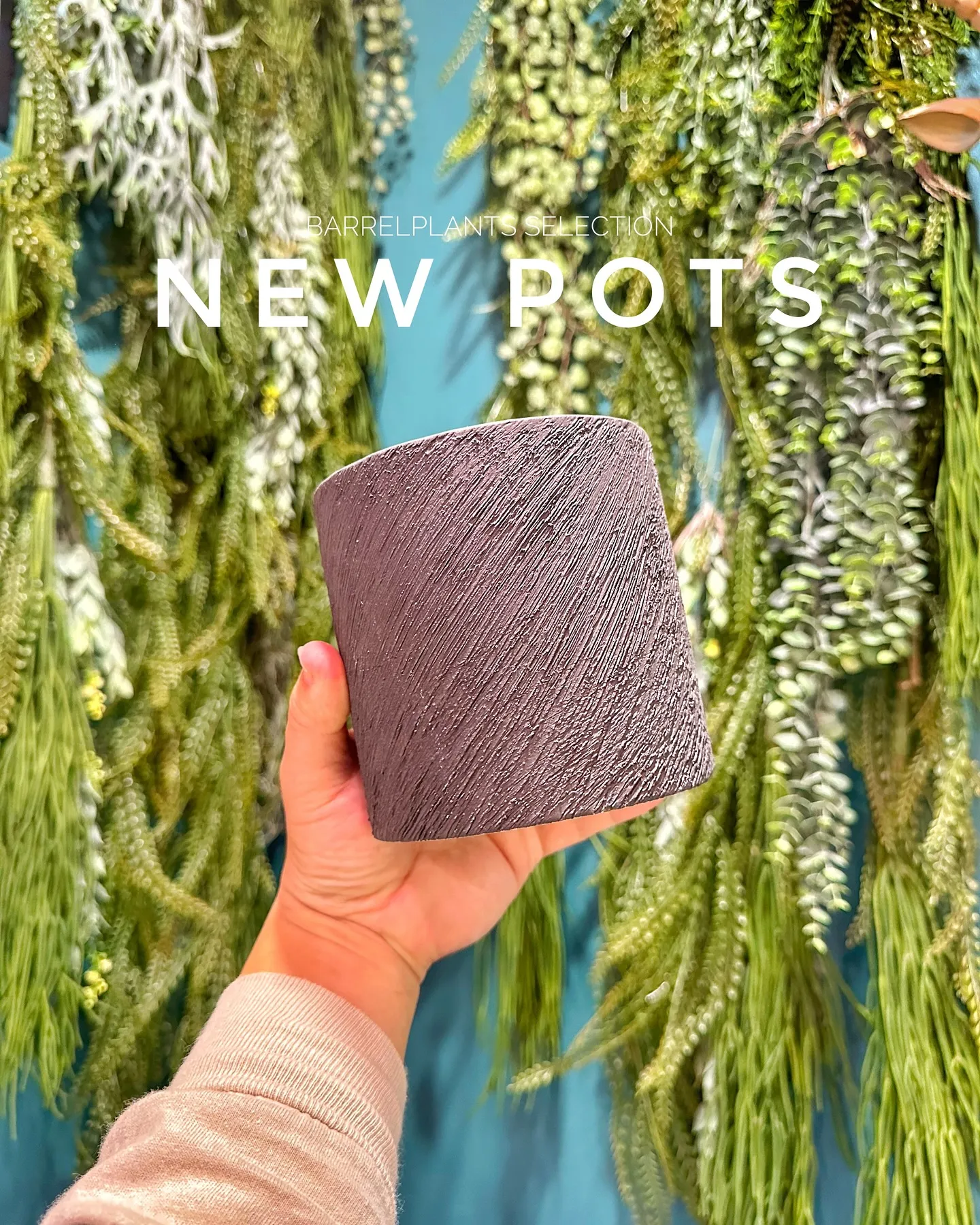 【個性的な鉢多数入荷！！植物専門店バーレルプランツを要チェッ...