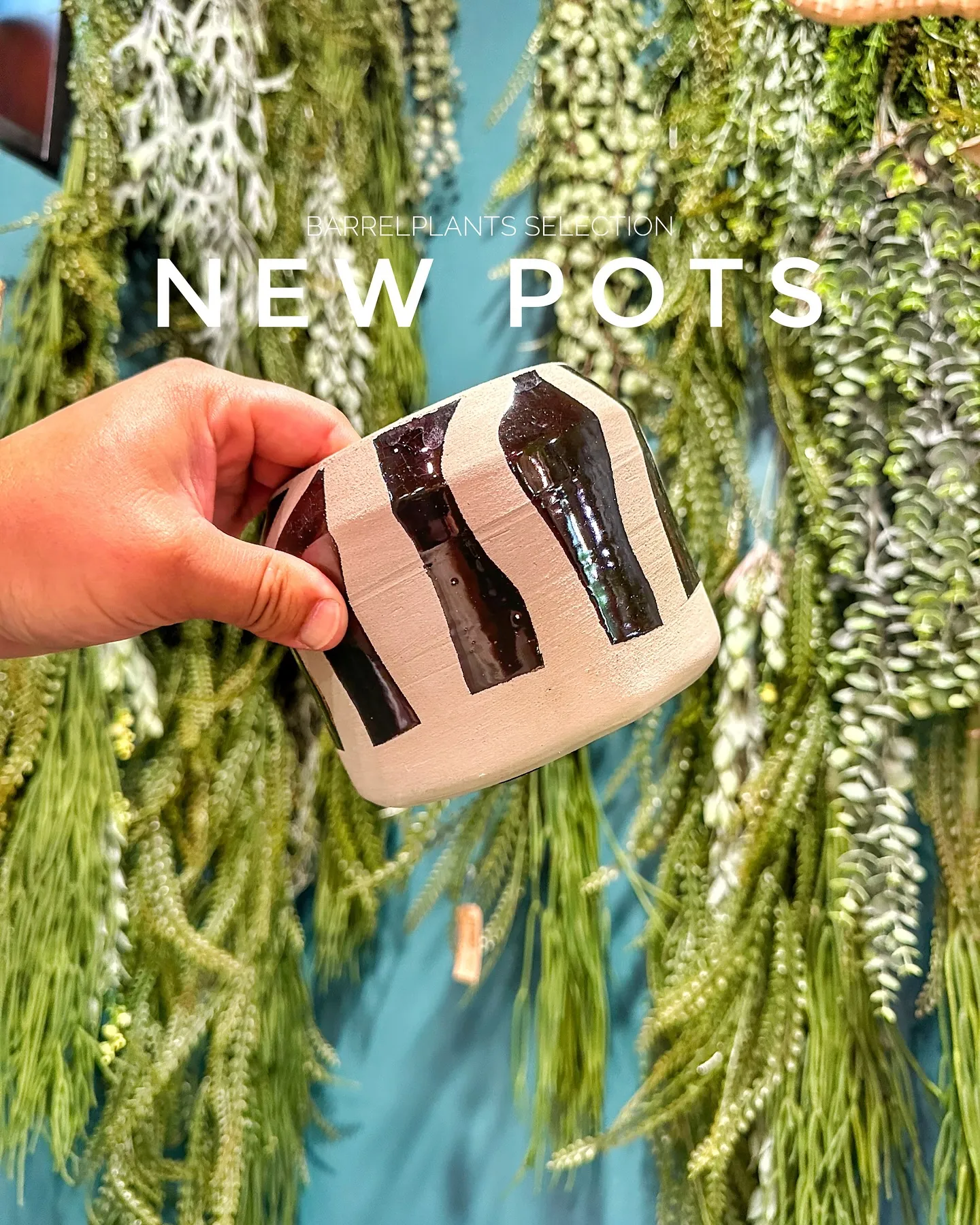 【個性的な鉢多数入荷！！植物専門店バーレルプランツを要チェッ...