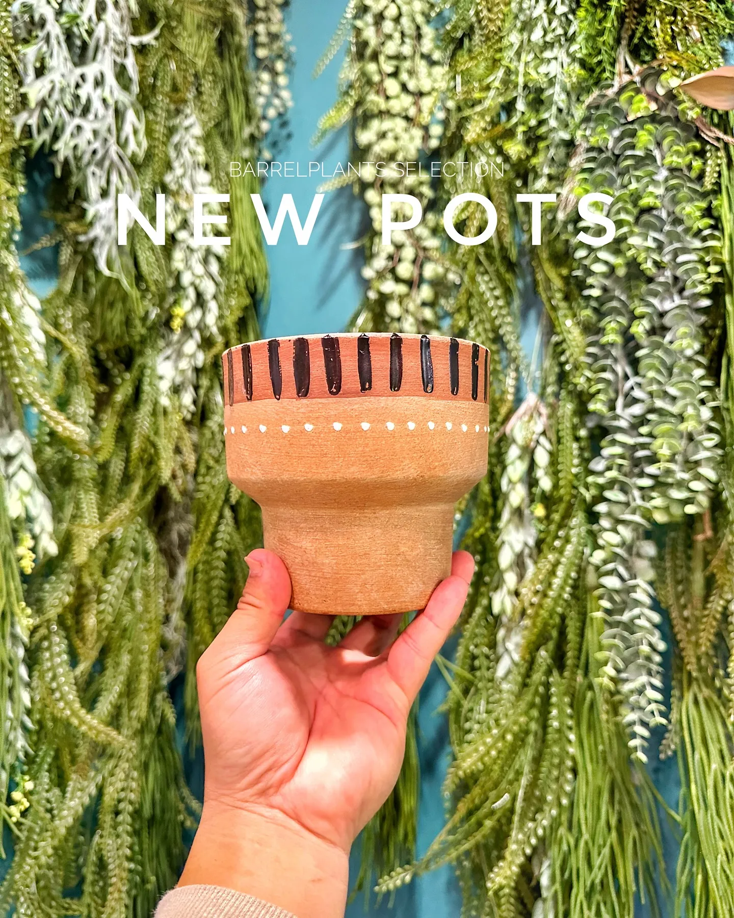 【個性的な鉢多数入荷！！植物専門店バーレルプランツを要チェッ...