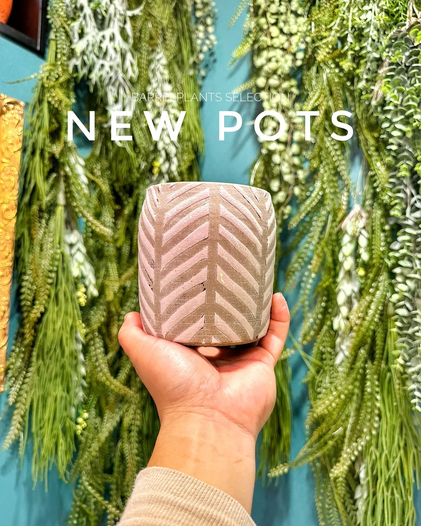 【個性的な鉢多数入荷！！植物専門店バーレルプランツを要チェッ...