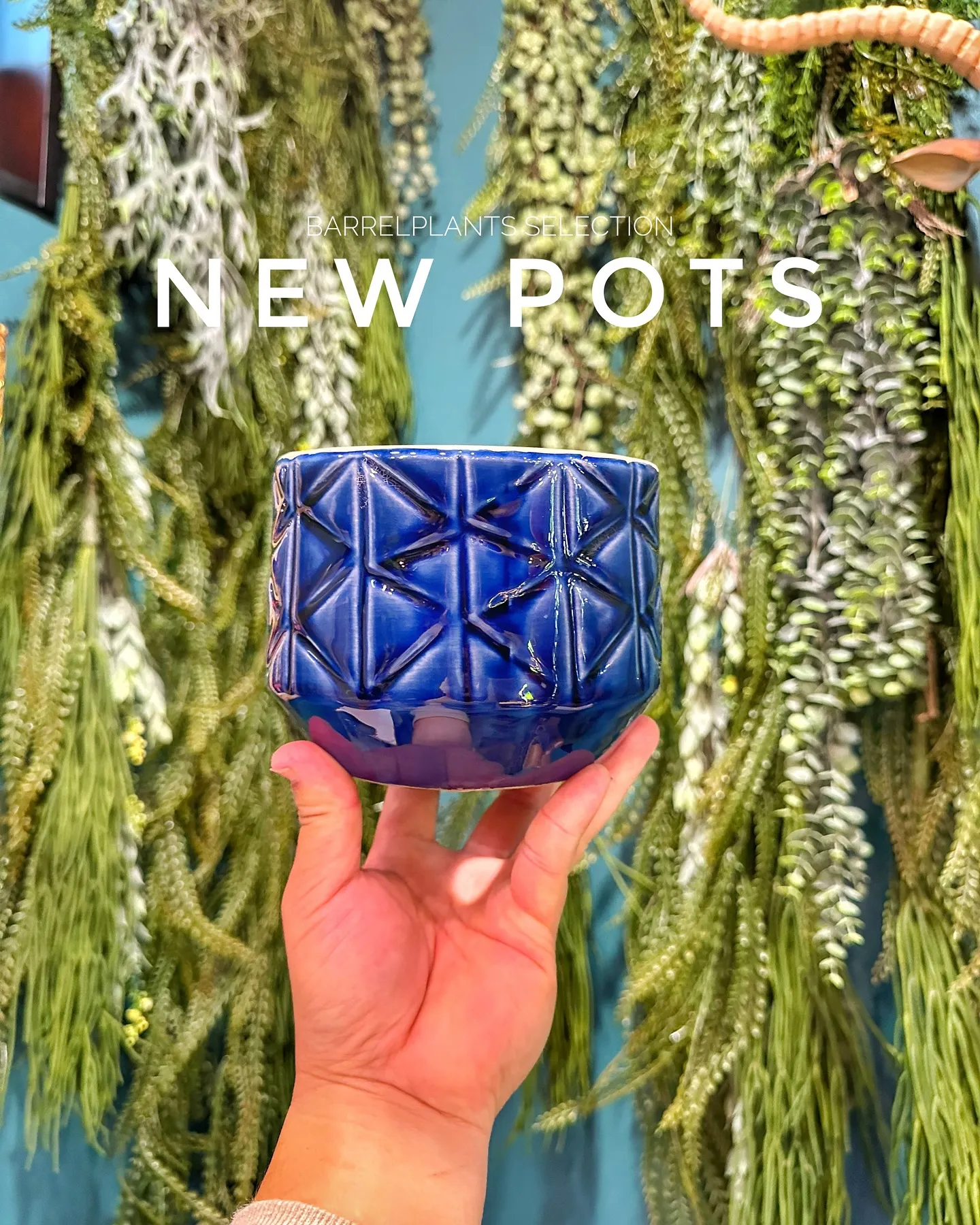 【個性的な鉢多数入荷！！植物専門店バーレルプランツを要チェッ...