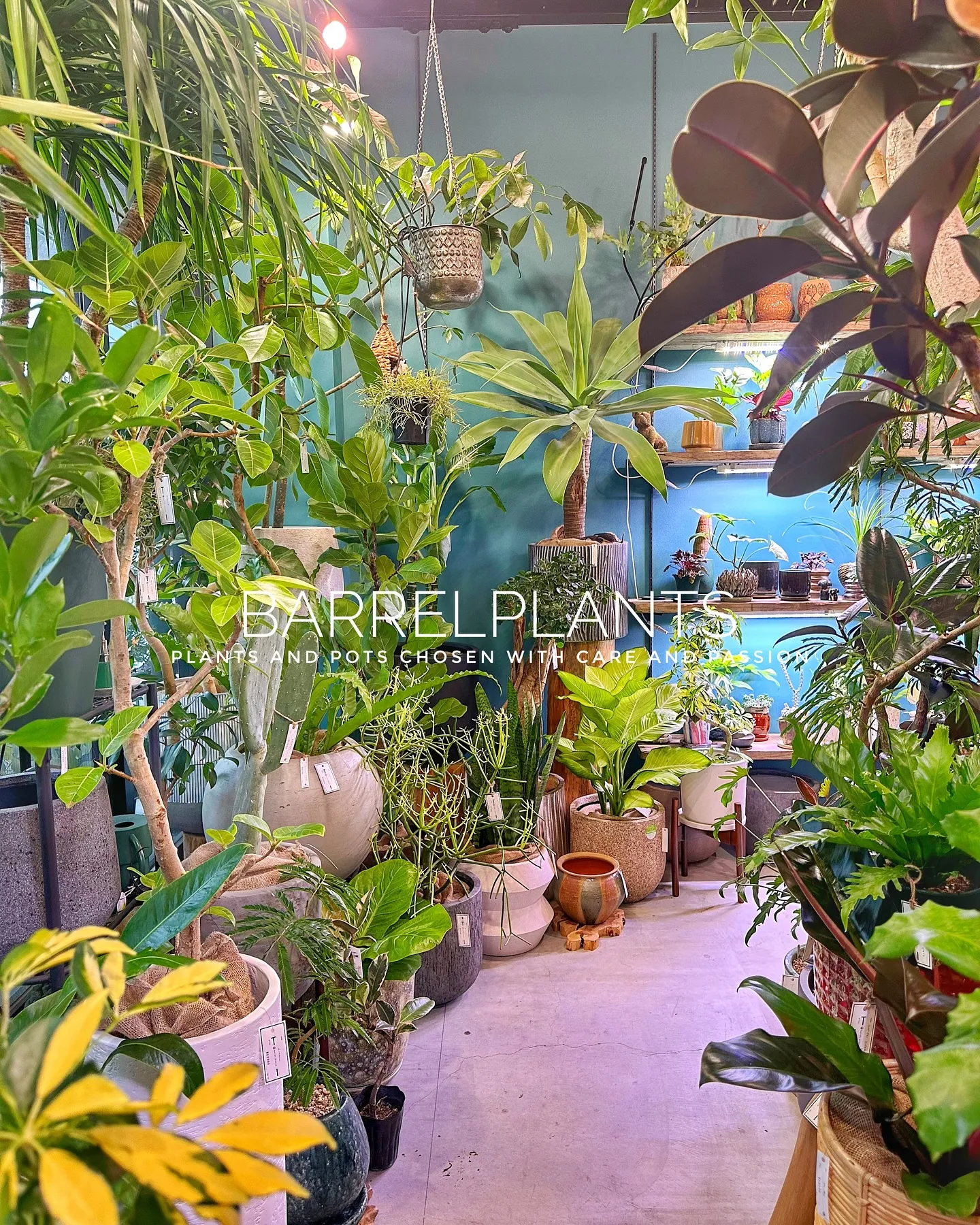 【こだわりの鉢とこだわりの植物がある植物専門店、barrel...
