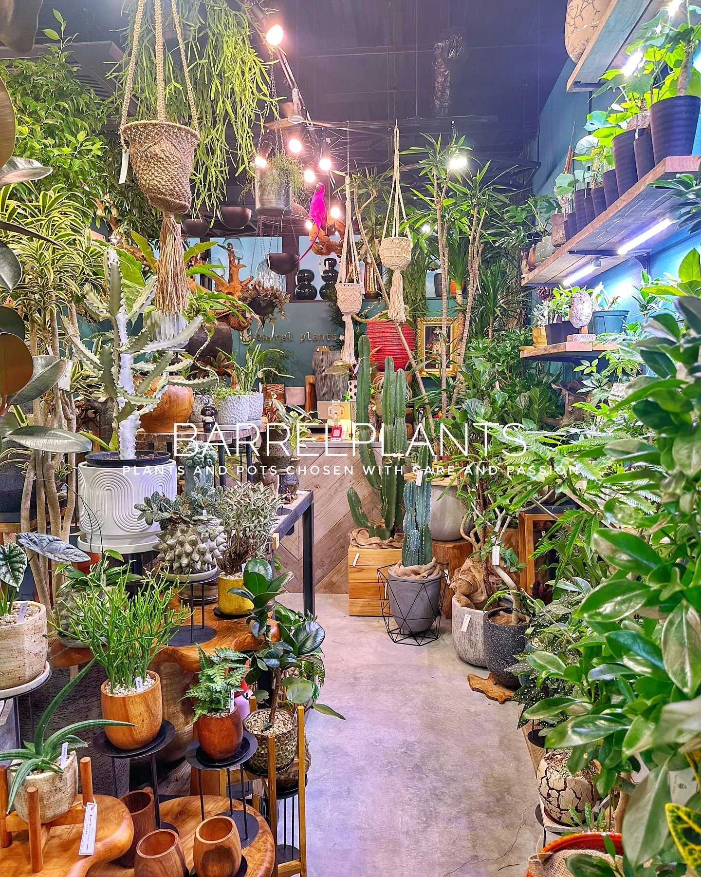 【こだわりの鉢とこだわりの植物がある植物専門店、barrel...