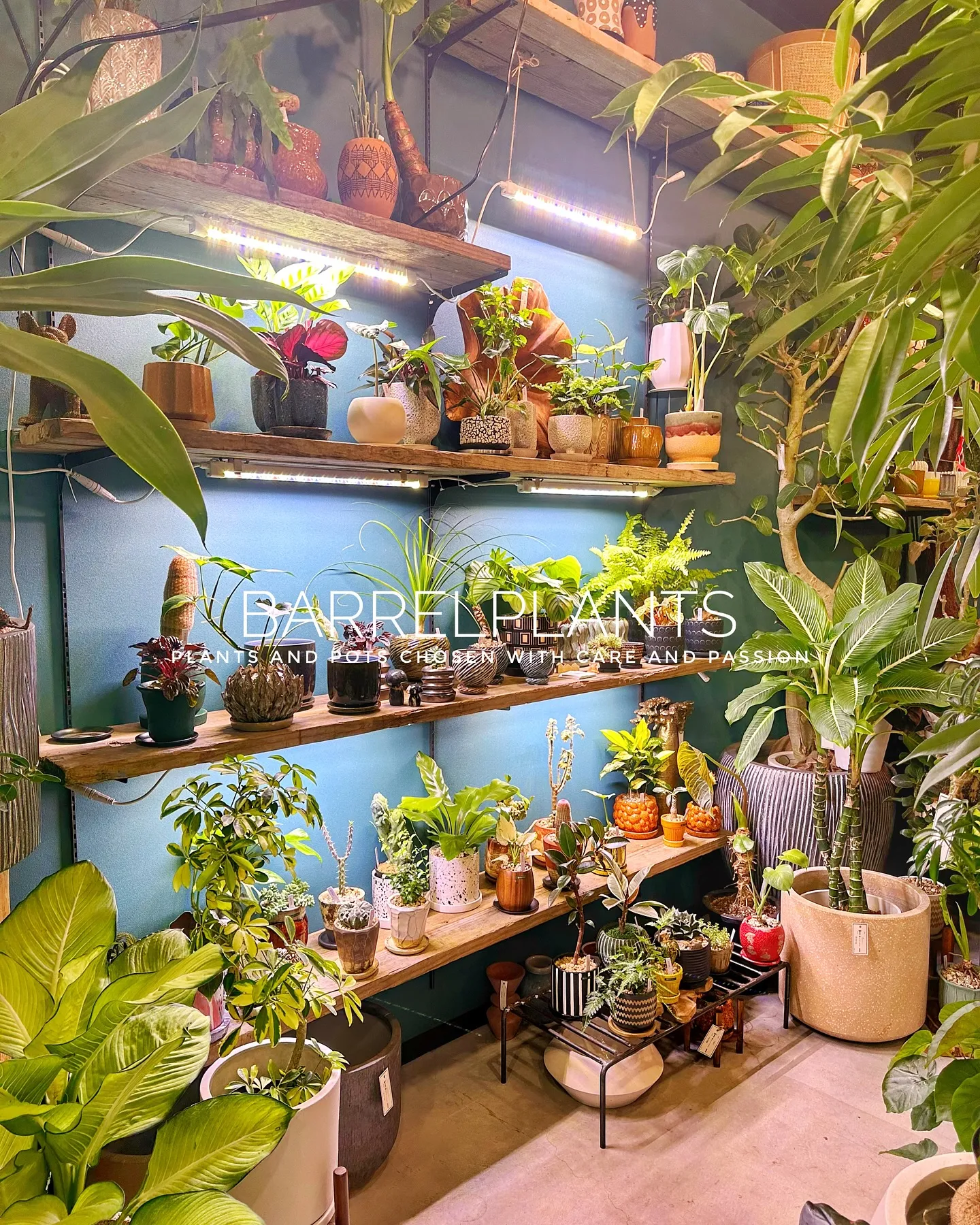 【こだわりの鉢とこだわりの植物がある植物専門店、barrel...