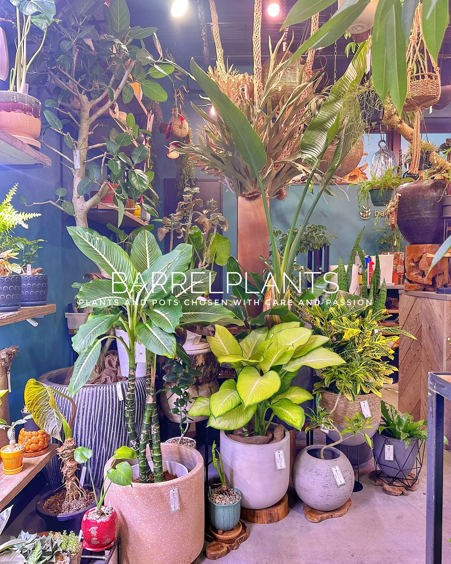 【こだわりの鉢とこだわりの植物がある植物専門店、barrel...
