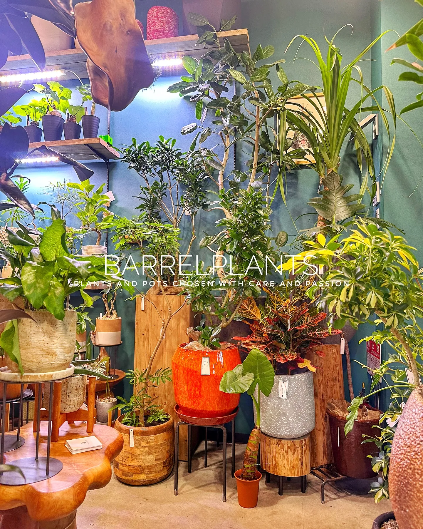 【こだわりの鉢とこだわりの植物がある植物専門店、barrel...
