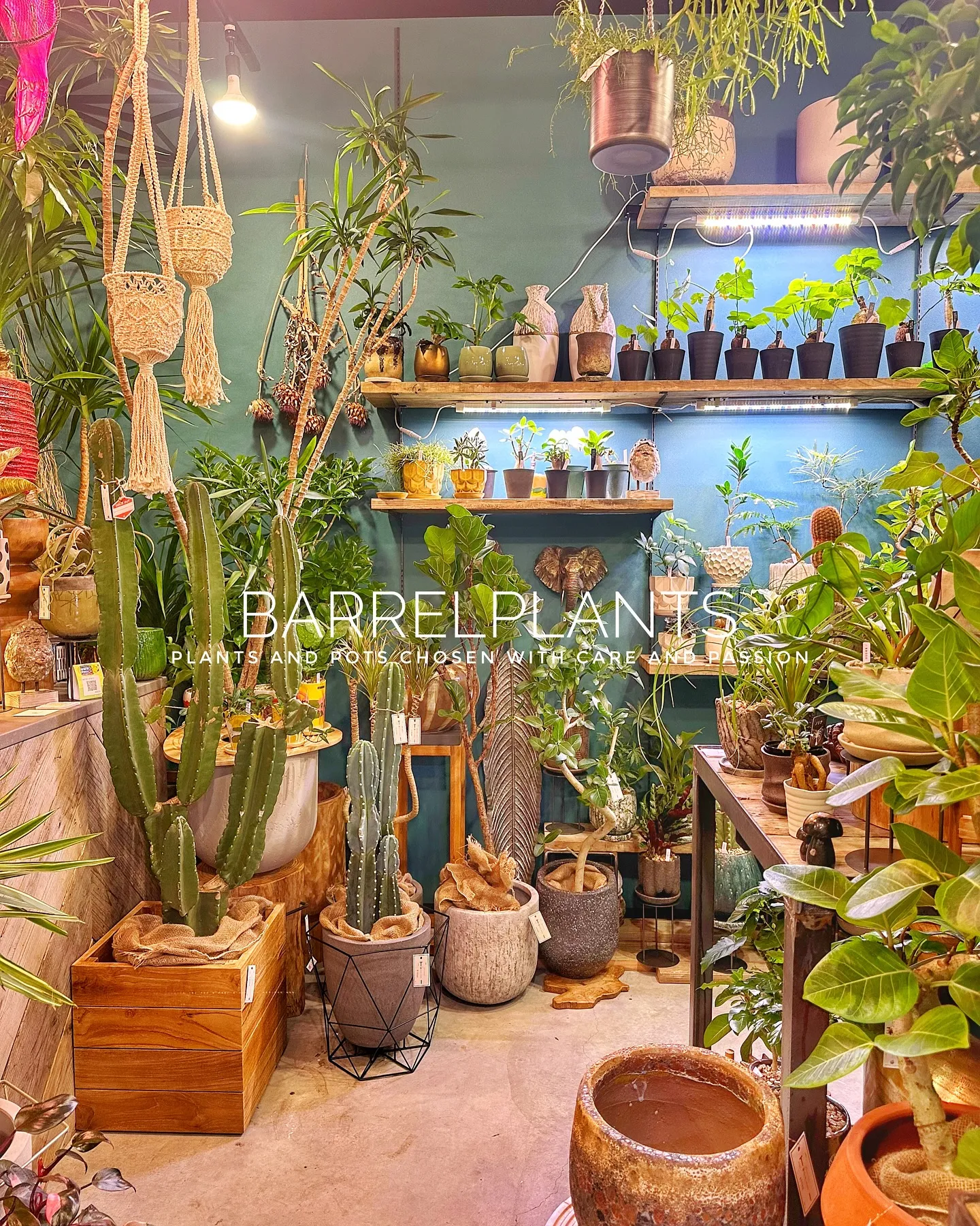 【こだわりの鉢とこだわりの植物がある植物専門店、barrel...