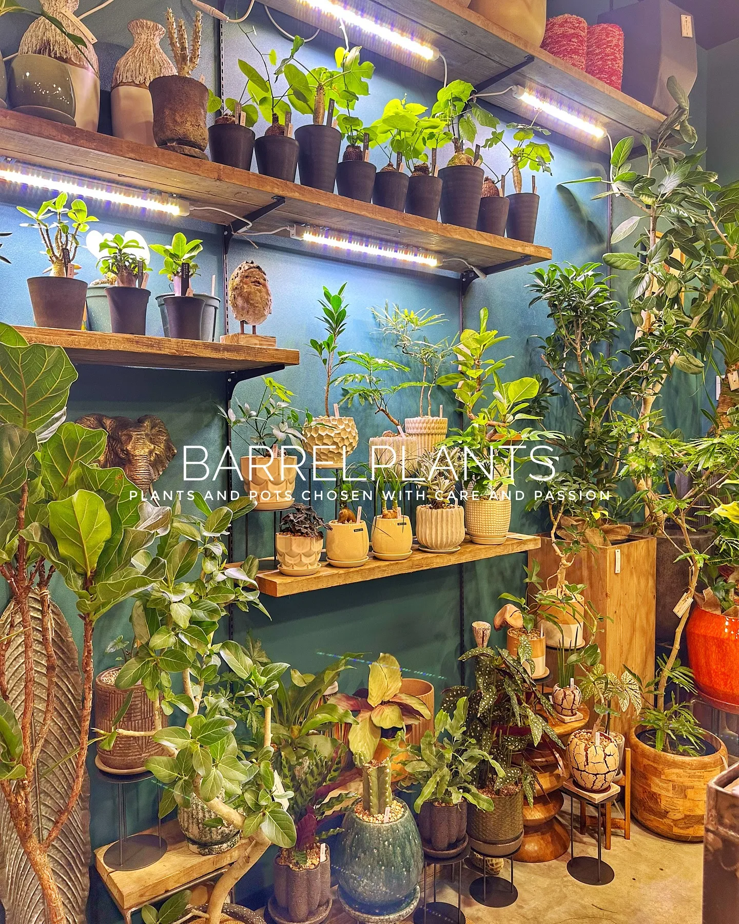 【こだわりの鉢とこだわりの植物がある植物専門店、barrel...
