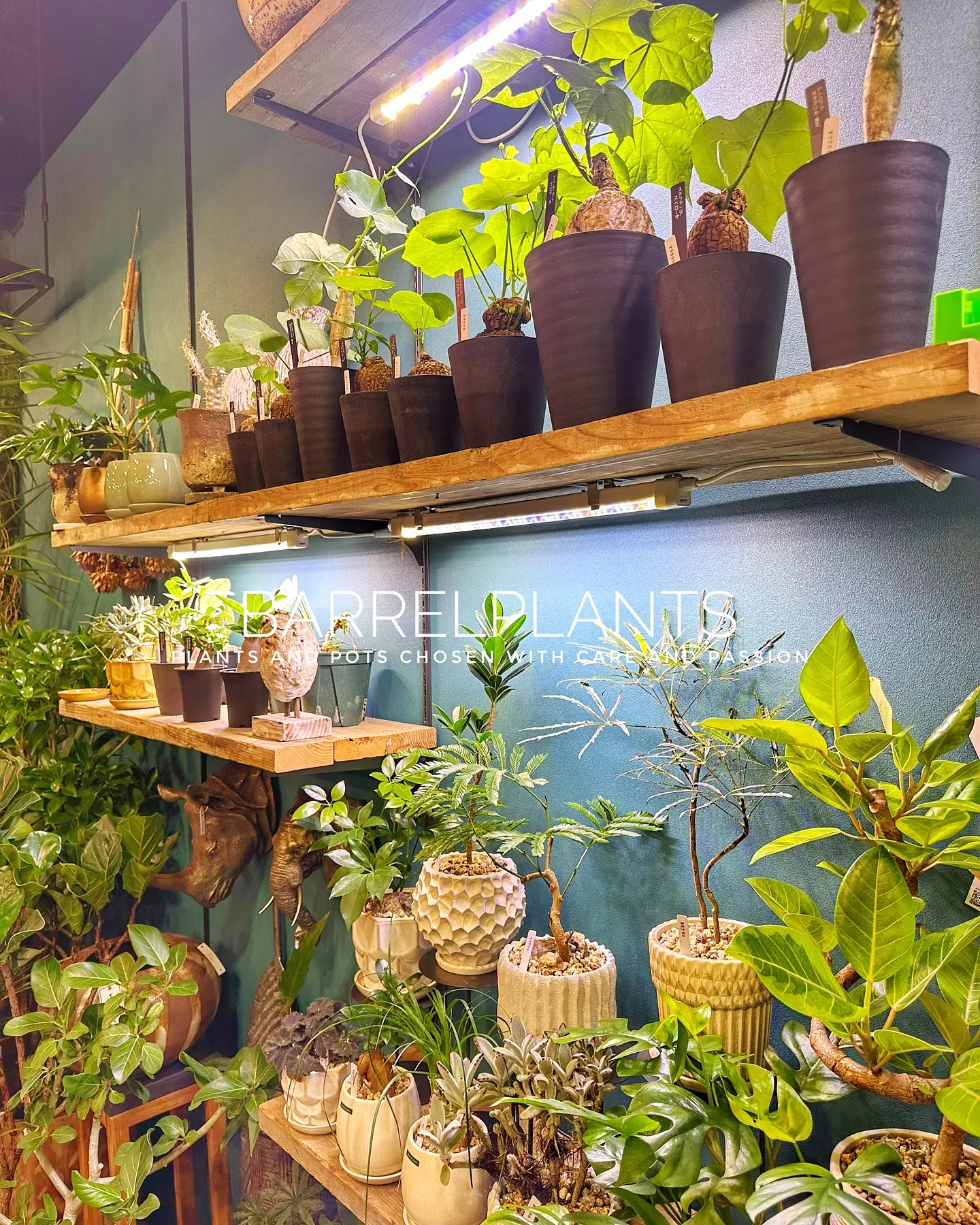 【こだわりの鉢とこだわりの植物がある植物専門店、barrel...