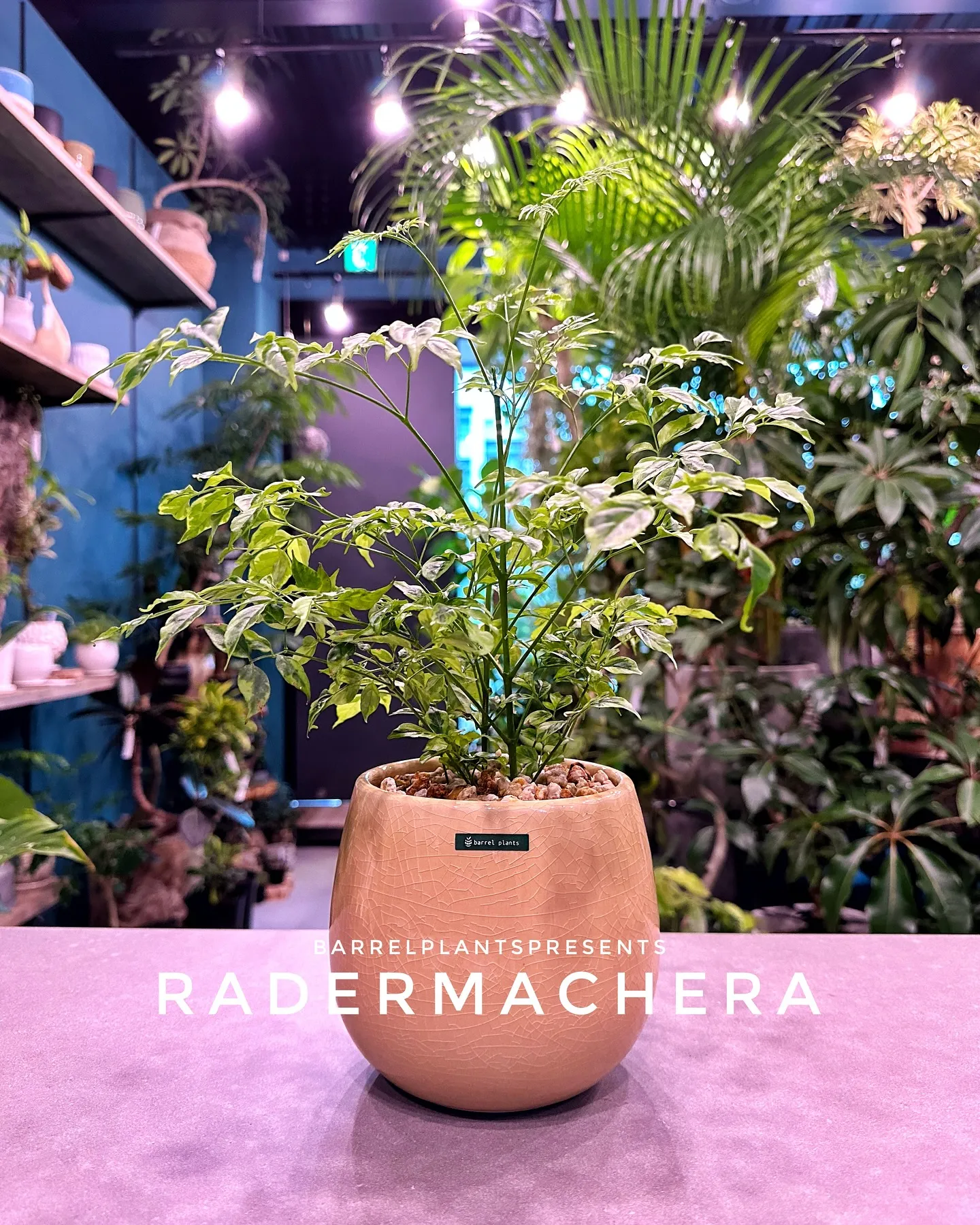 【兵庫県たつの市にある植物専門店、バーレルプランツ】