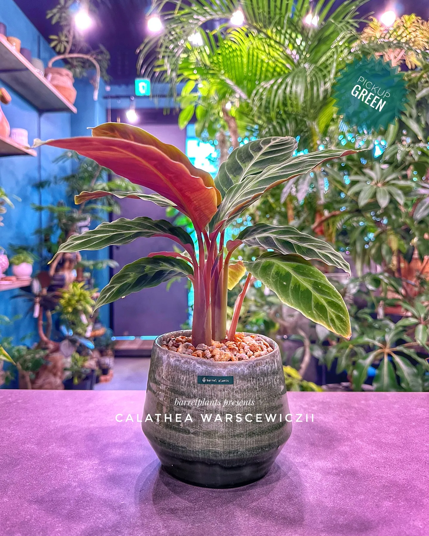 【兵庫県たつの市にある植物専門店、バーレルプランツ】