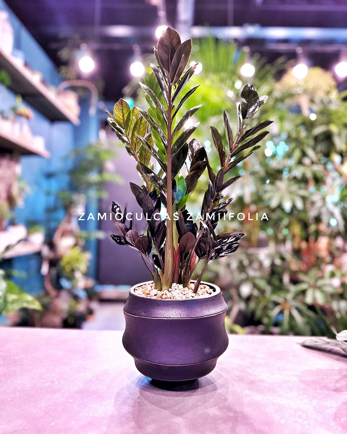 【兵庫県たつの市にある植物専門店、バーレルプランツ】