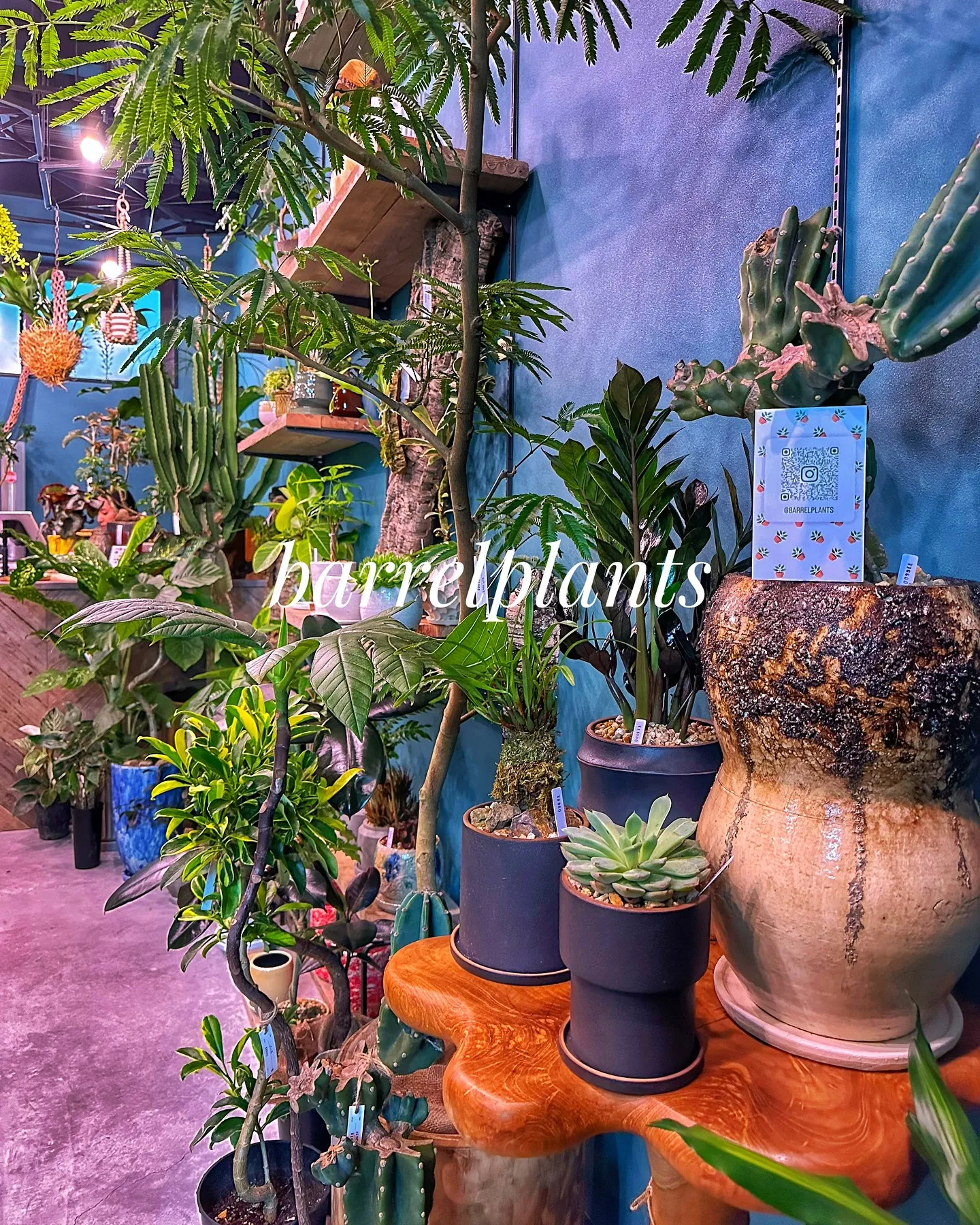 【兵庫県たつの市にある植物専門店、バーレルプランツ】